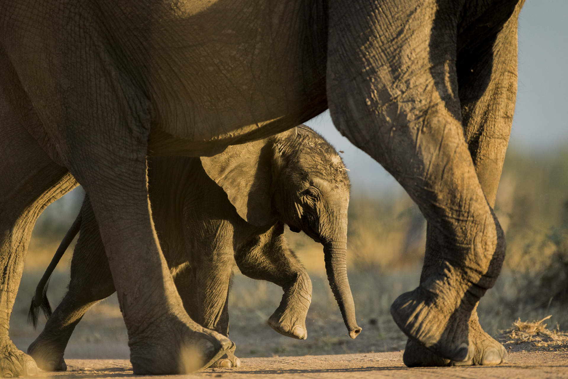  An elephant calf follows in its mothers footsteps.&nbsp; 