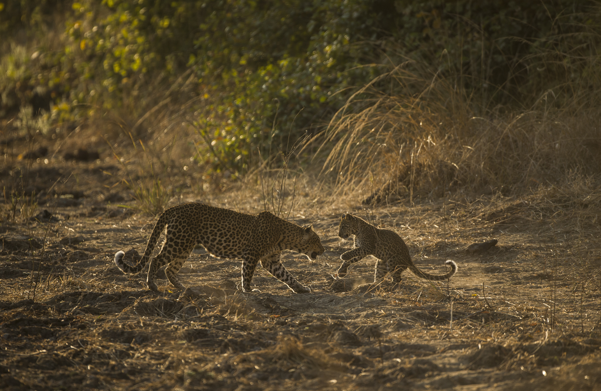  A leopard cub greets its mother after she returns from hunting. 