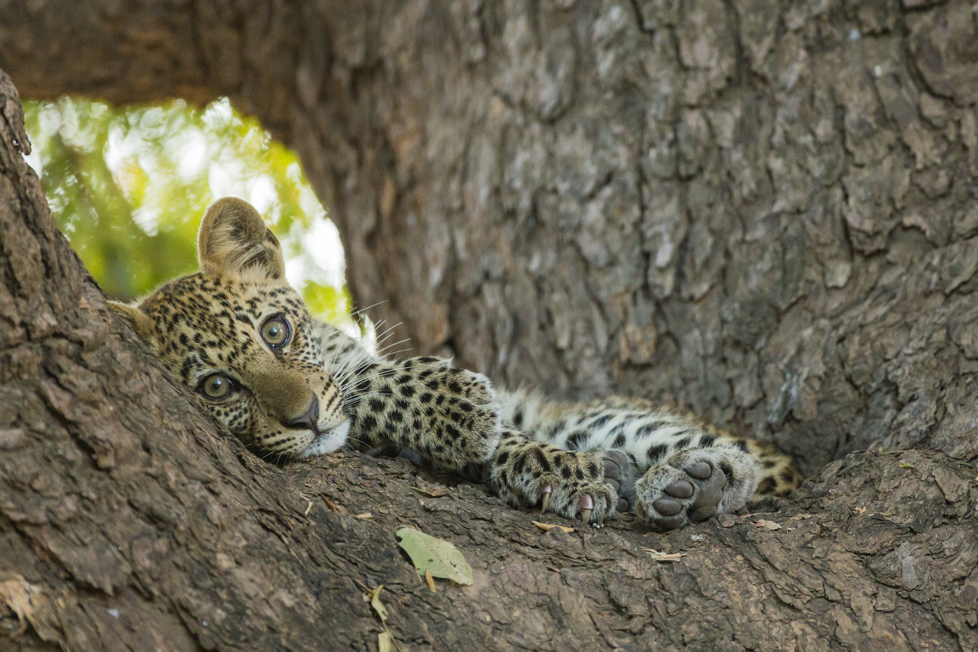  A leopard cub, rests in an ebony tree. 