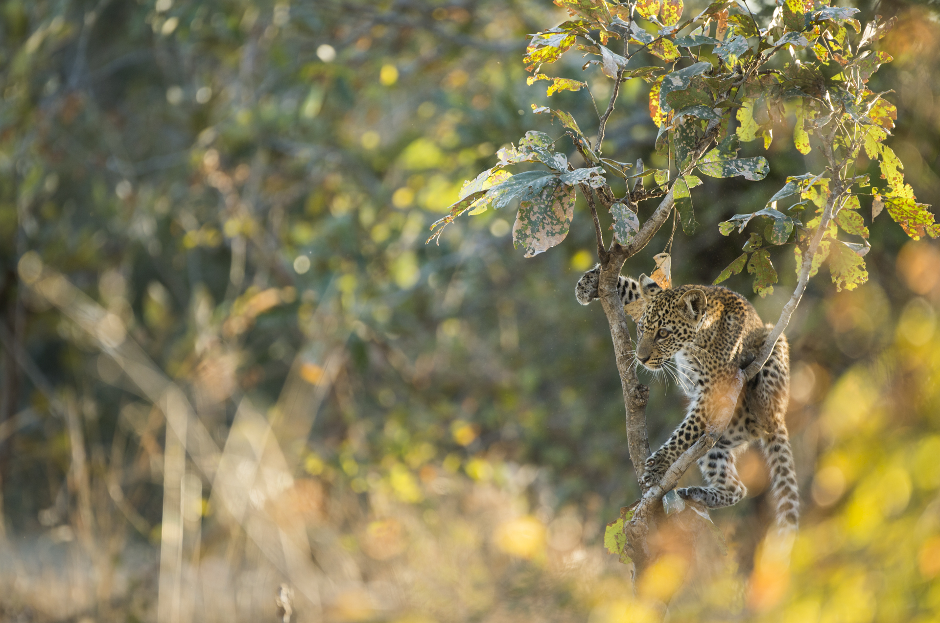  A leopard cub plays in a tree. 