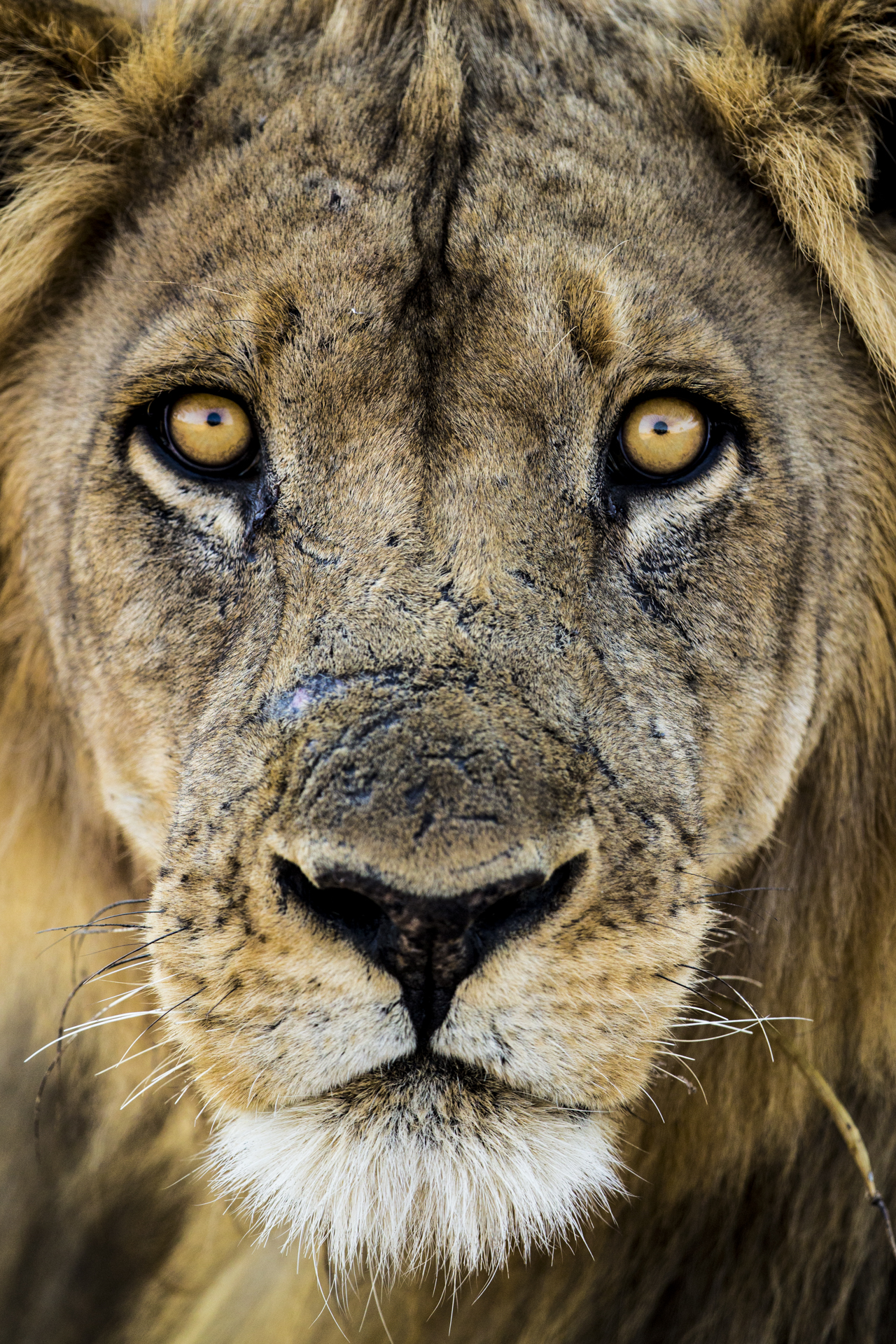  African lion male. 