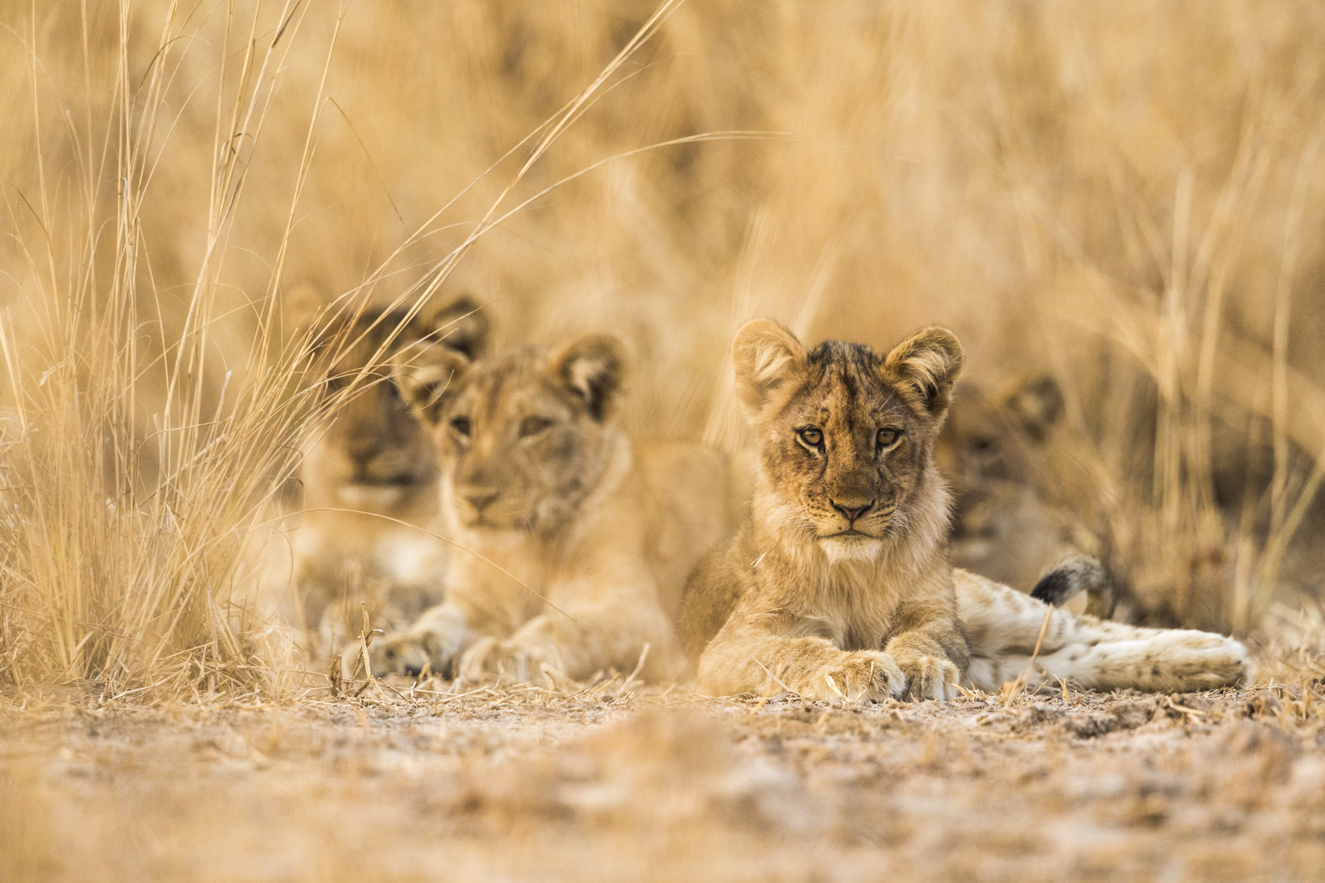  A group of young lions. 