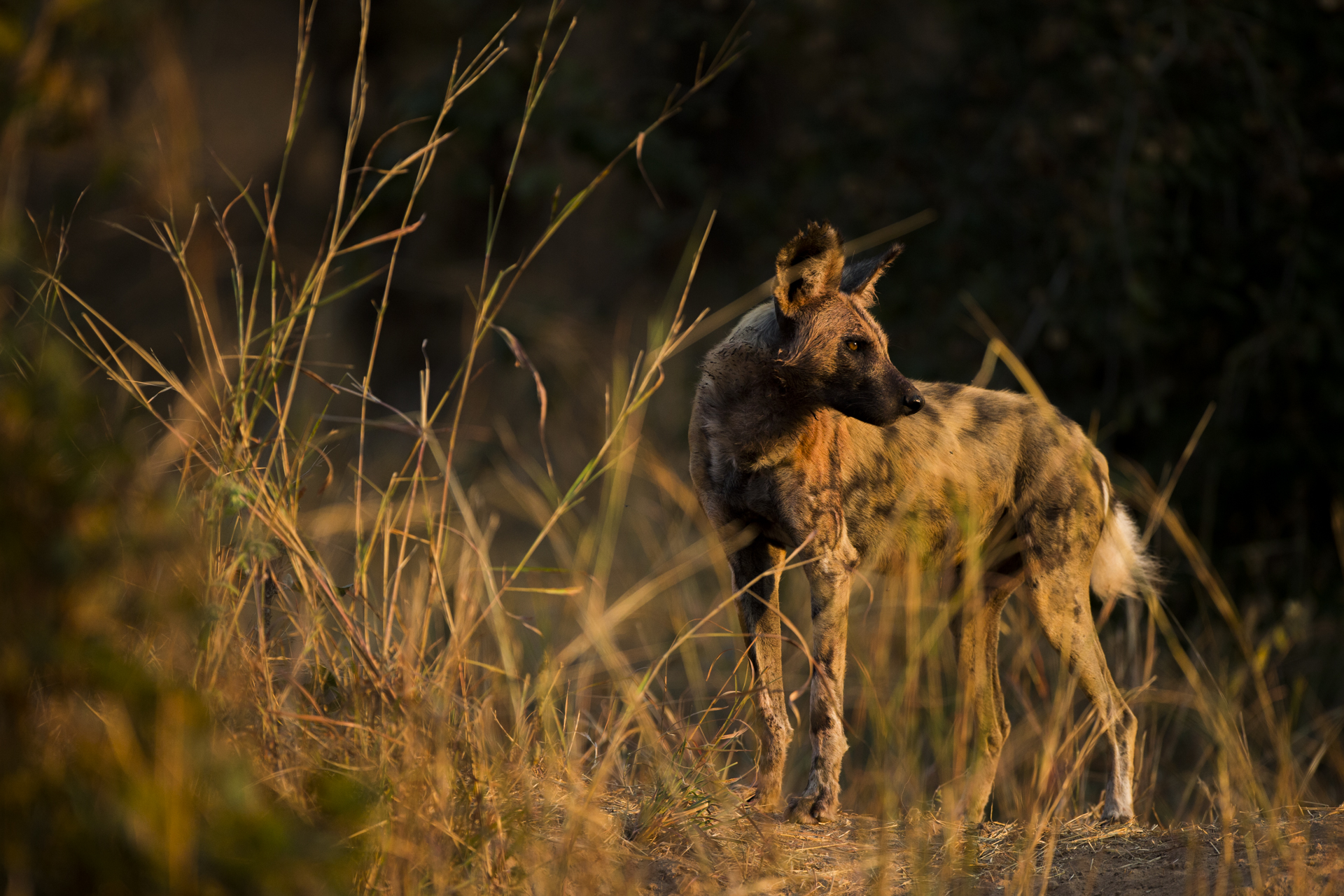  An African wild dog. 