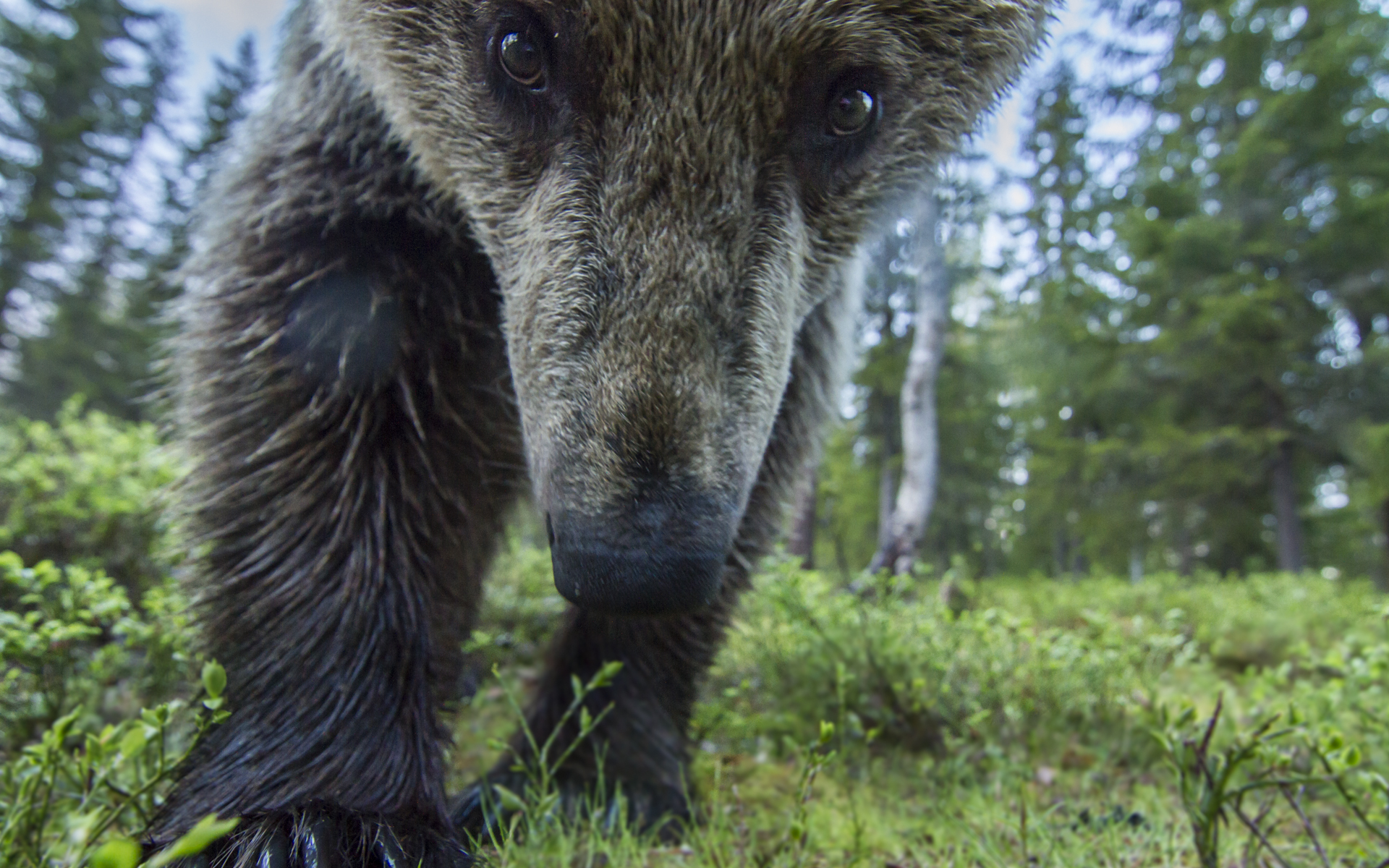  A European brown bear investigates my camera, Finland. 