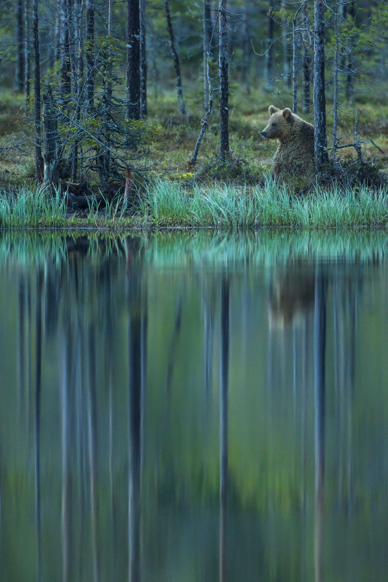  A European brown bear on the edge of a forest pool, Finland. 