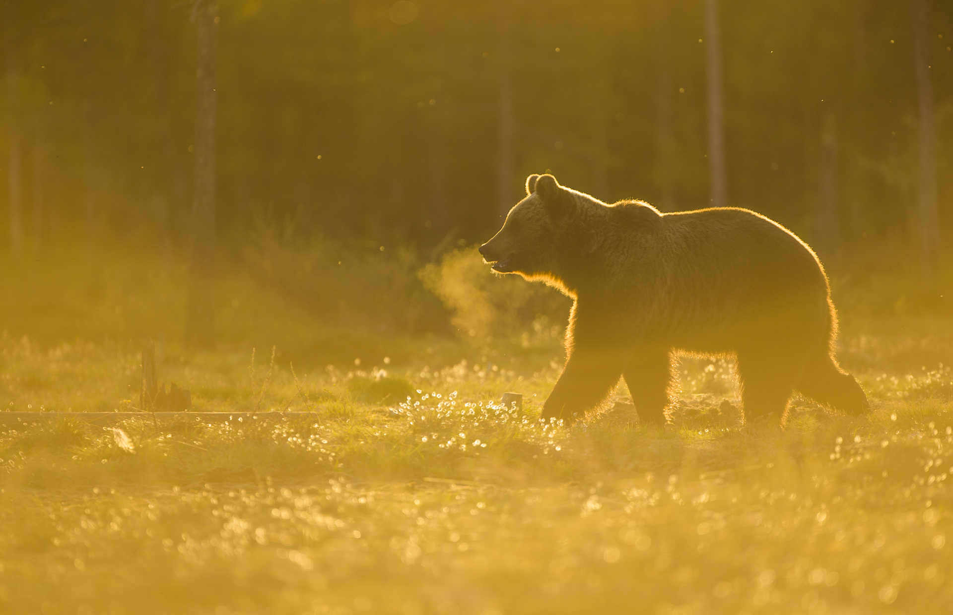  A European brown bear in golden Finnish light.&nbsp; 