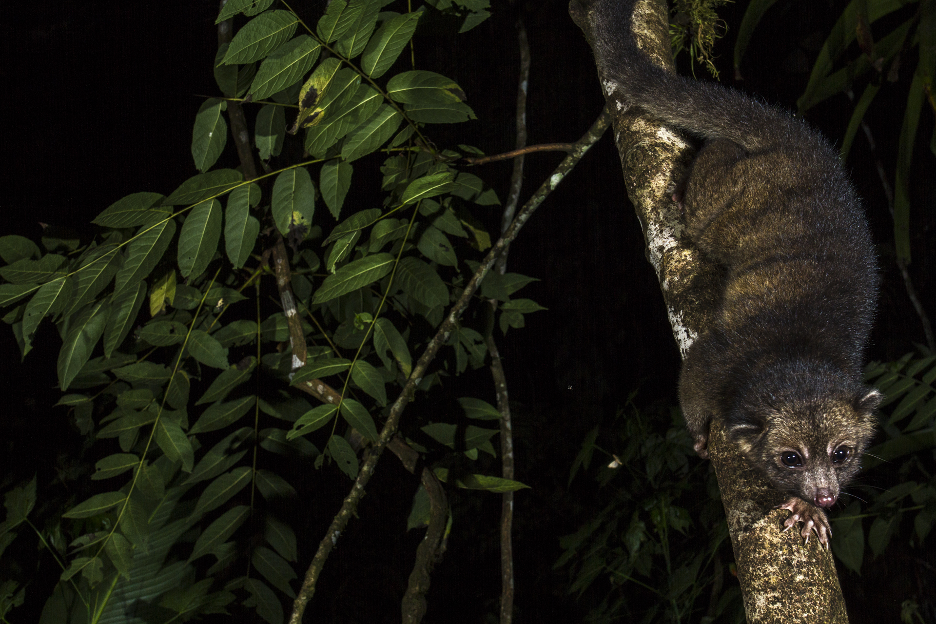  An olinguito descends a tree in Ecuador. 