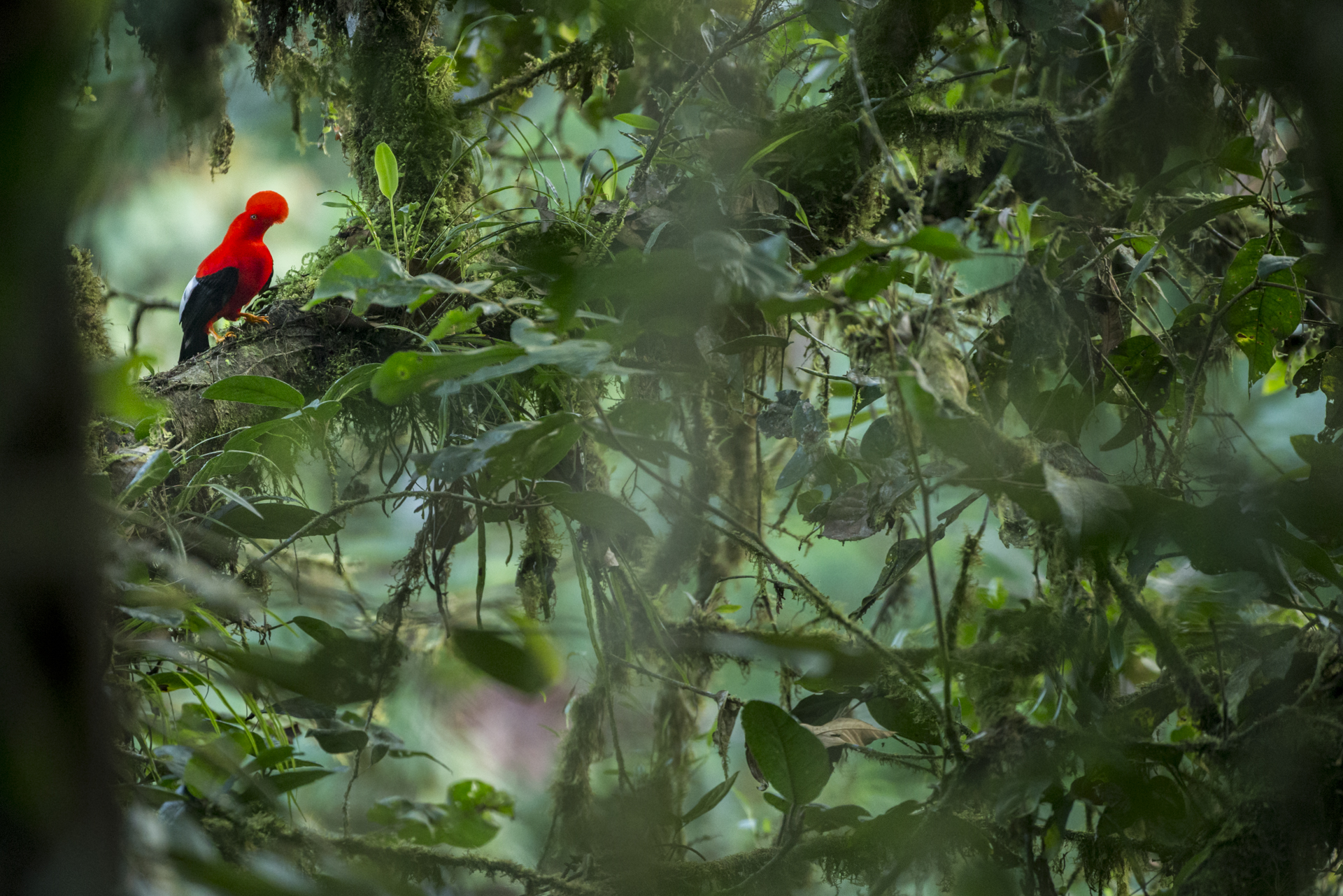  A male Cock-of-the-Rock at a lek in Ecuador. 