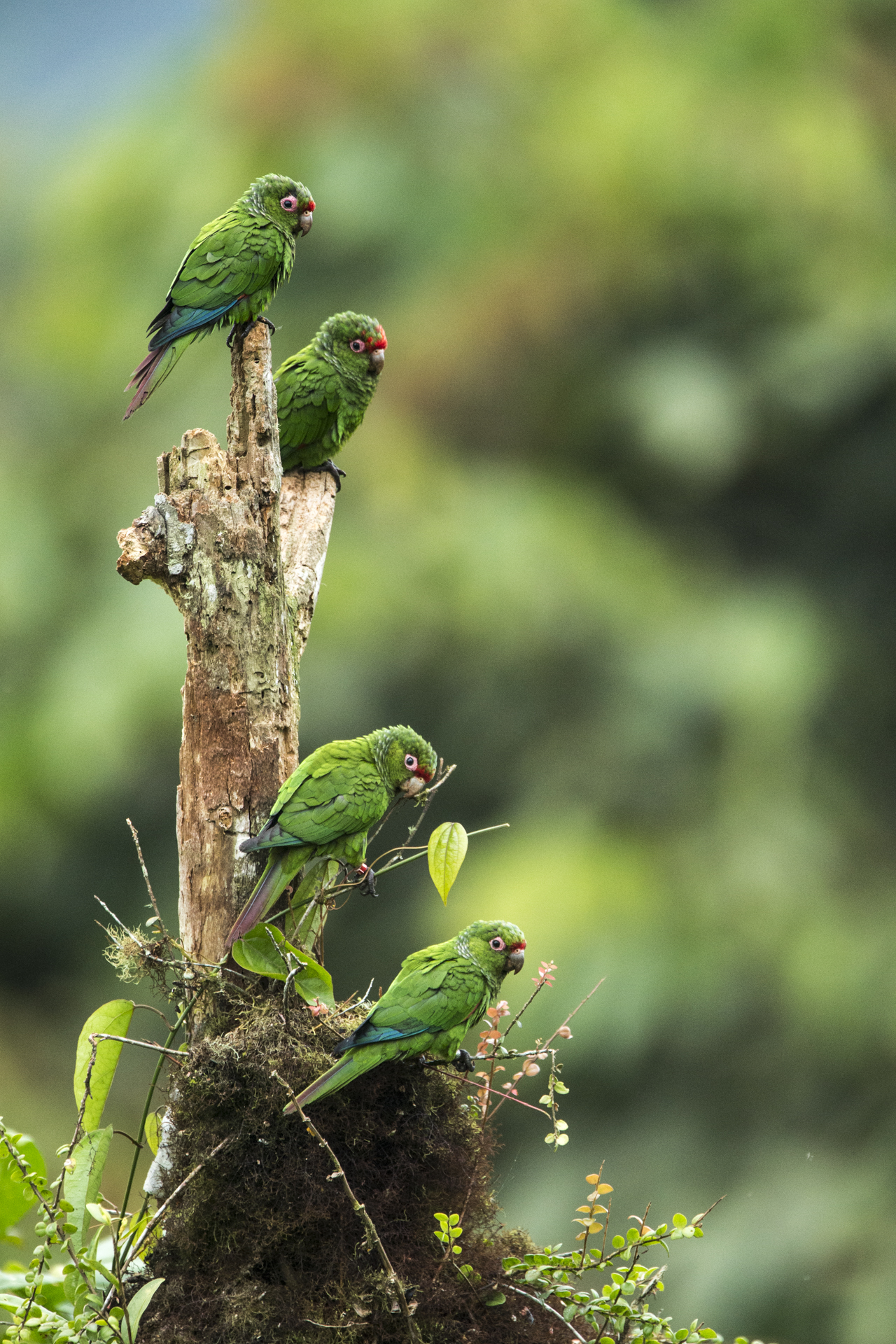  El Oro parakeets in Ecuador. 