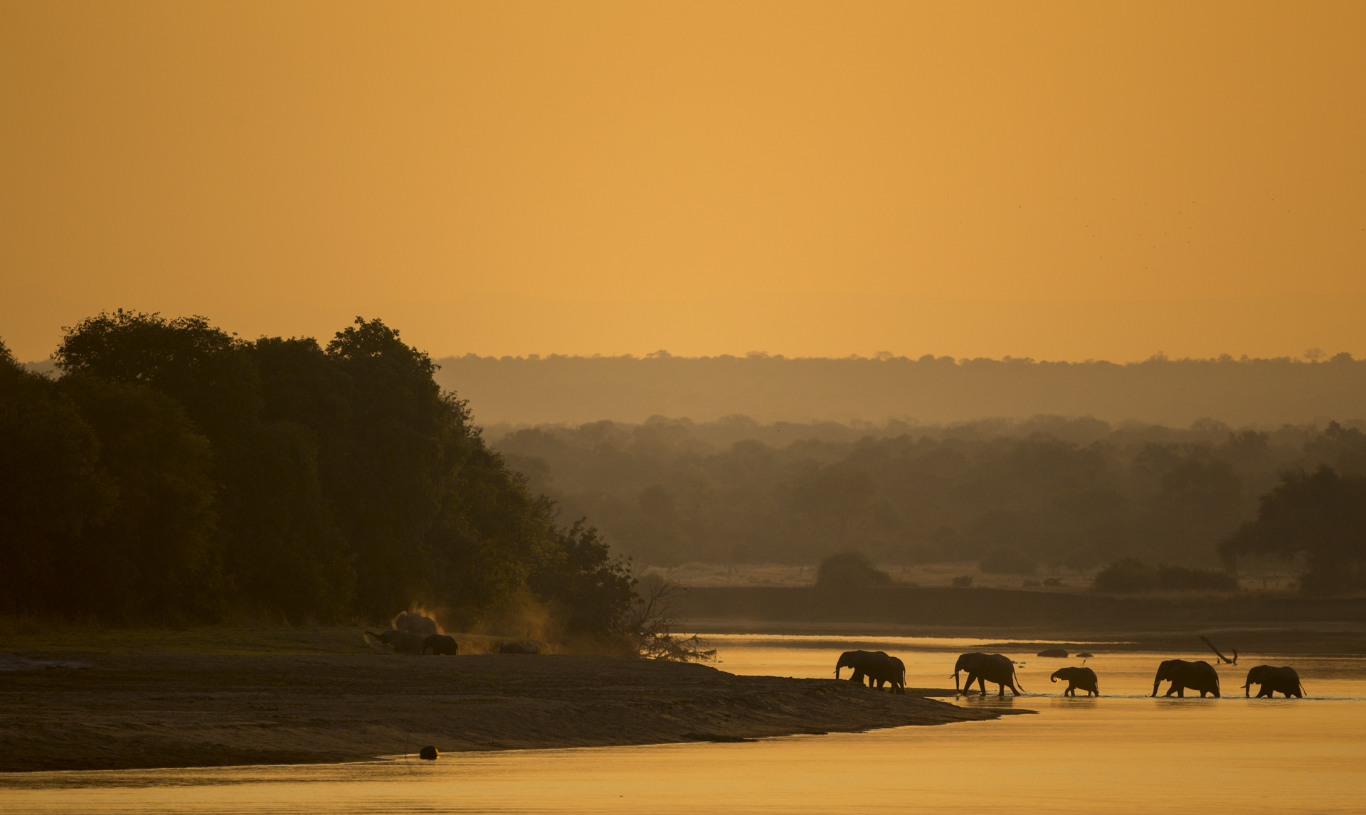  African elephants cross the Luangwa river, Zambia 