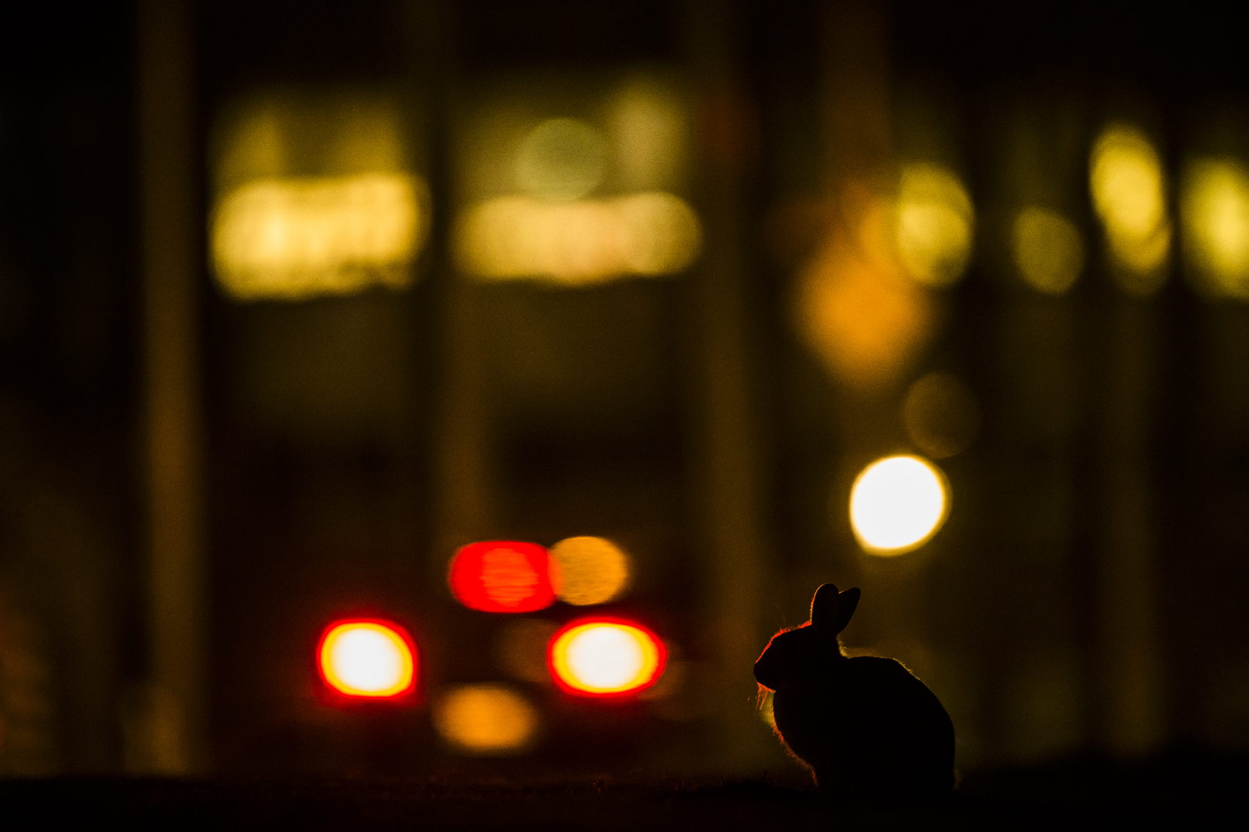  A rabbit on the edge of an industrial estate. The grass verges offering an ample supply of food year round. 