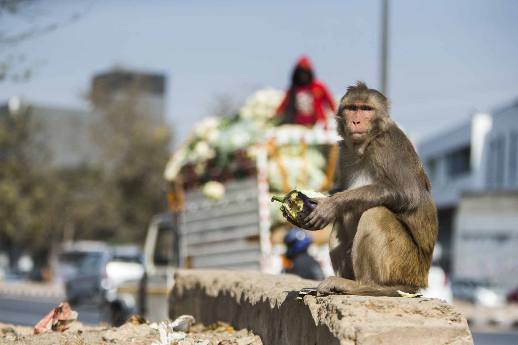  In Delhi Rhesus macaques are treated like gods, given offerings by the Hindu population &nbsp;due to their likeness to the Hindu god Hanuman. 