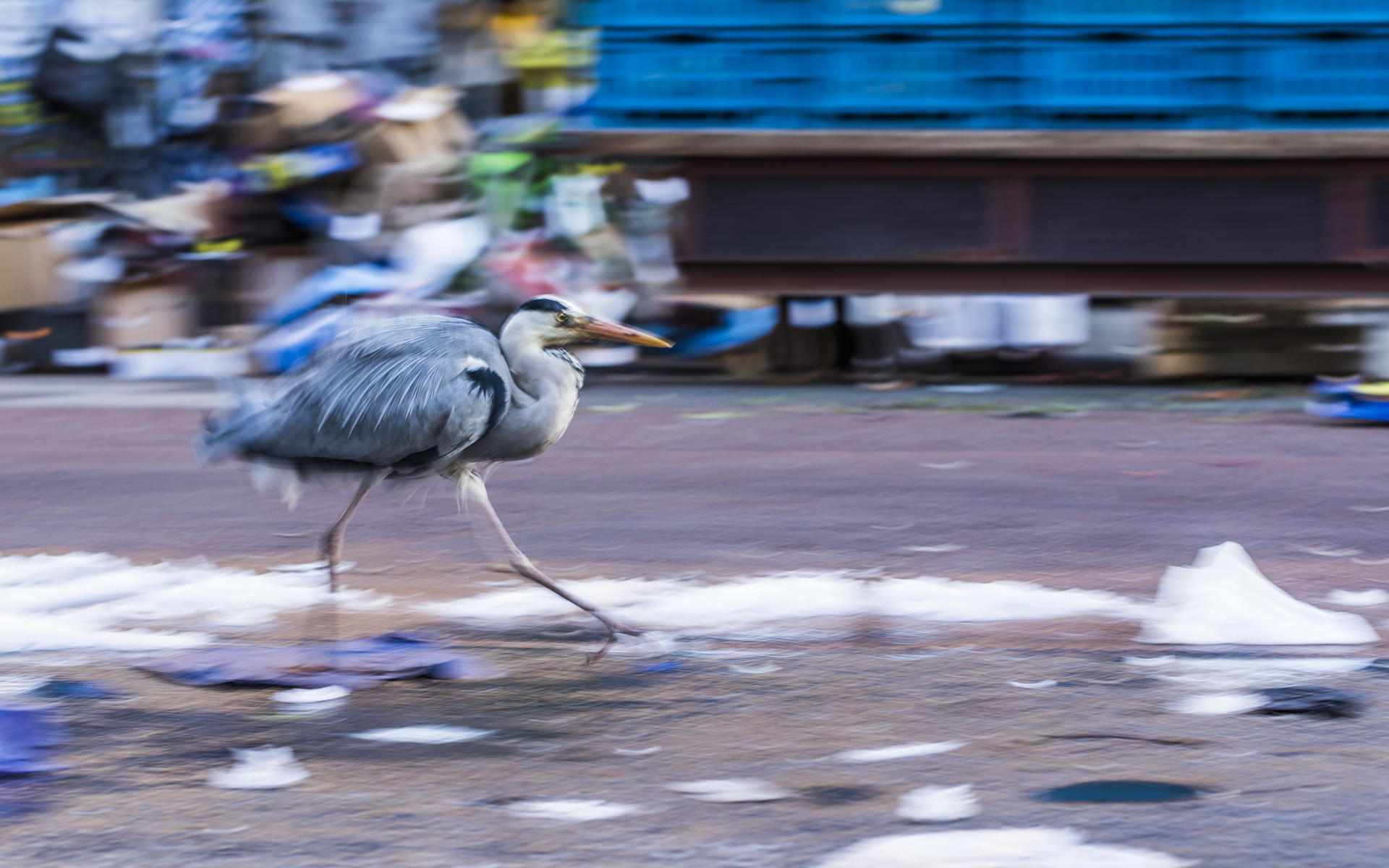  In Amsterdam herons descend on the fish market each evening to make the most of any scraps left behind. 