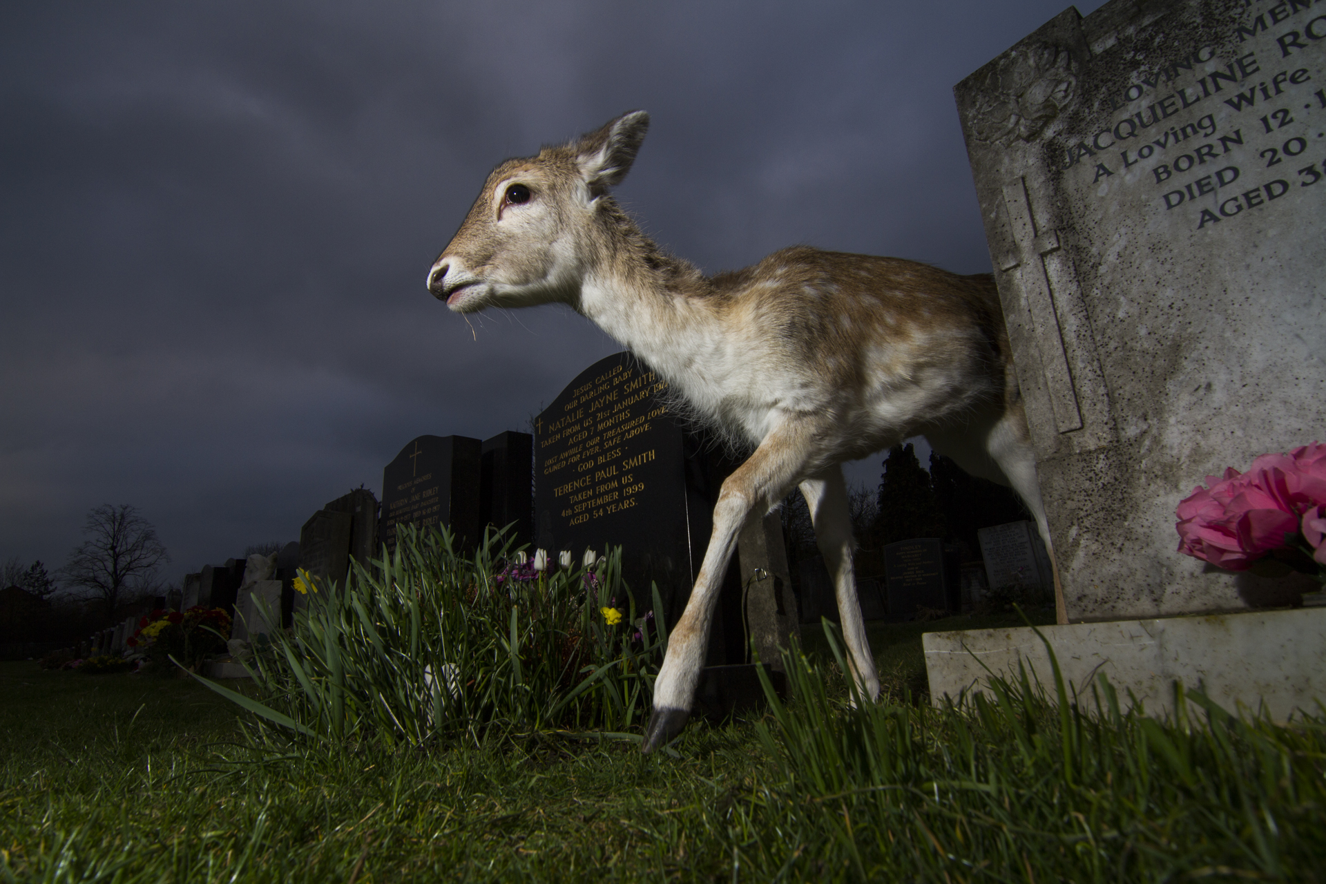  A young fallow deer roams through a graveyard in north London. 