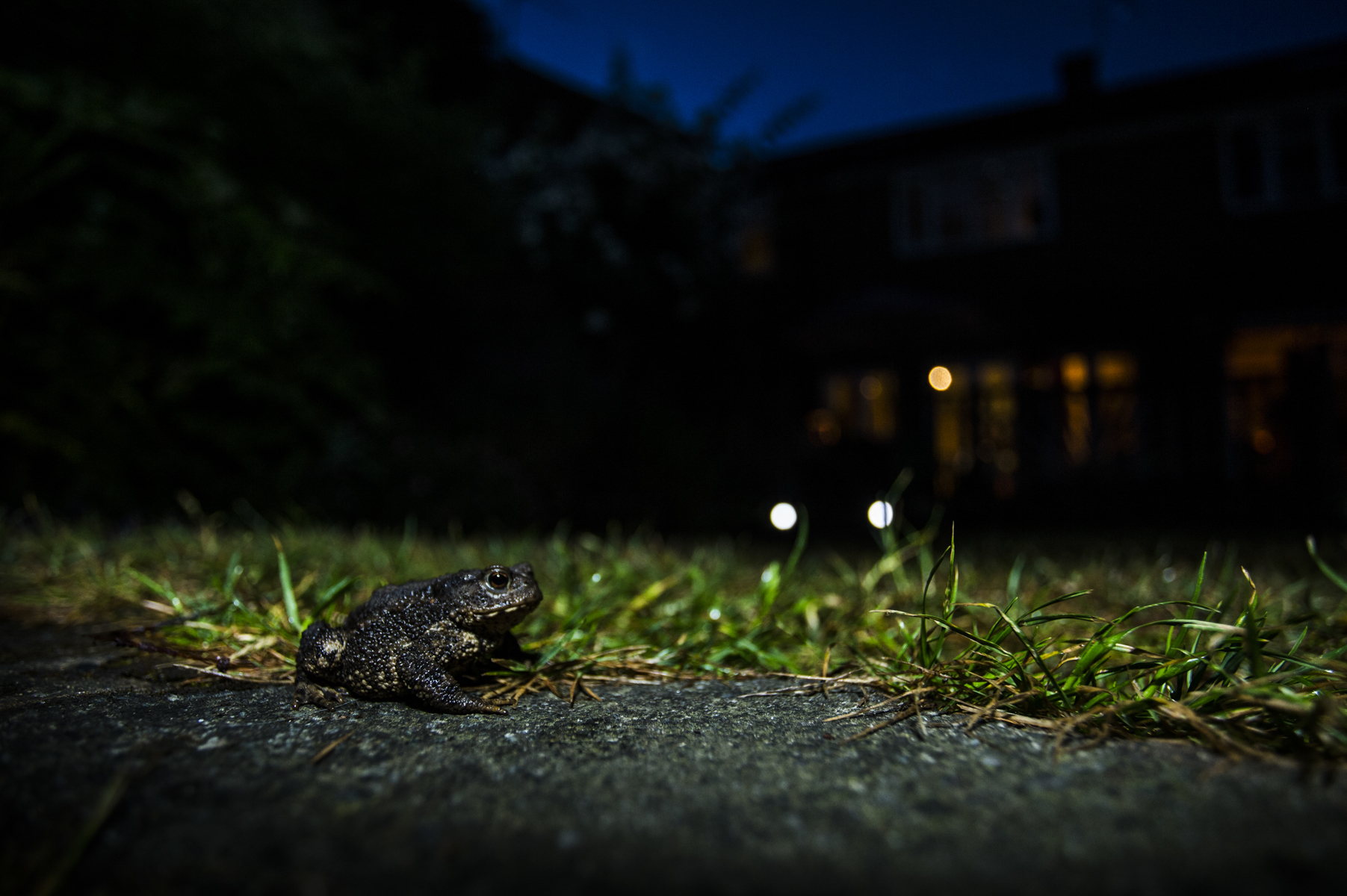  A toad in a suburban garden in Wimbledon. 