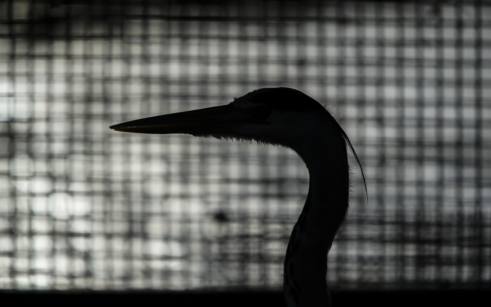  A grey heron under a bridge in central London. 