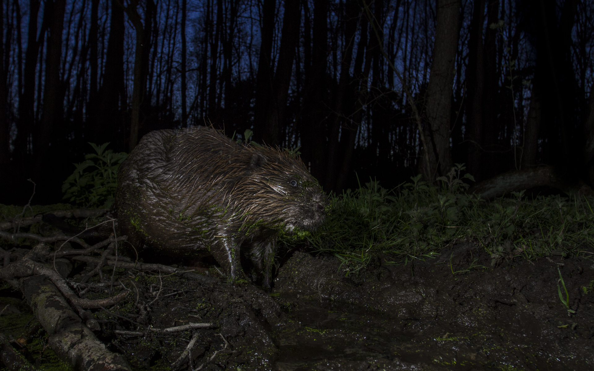  A European beaver heads out for the night. Holland. 