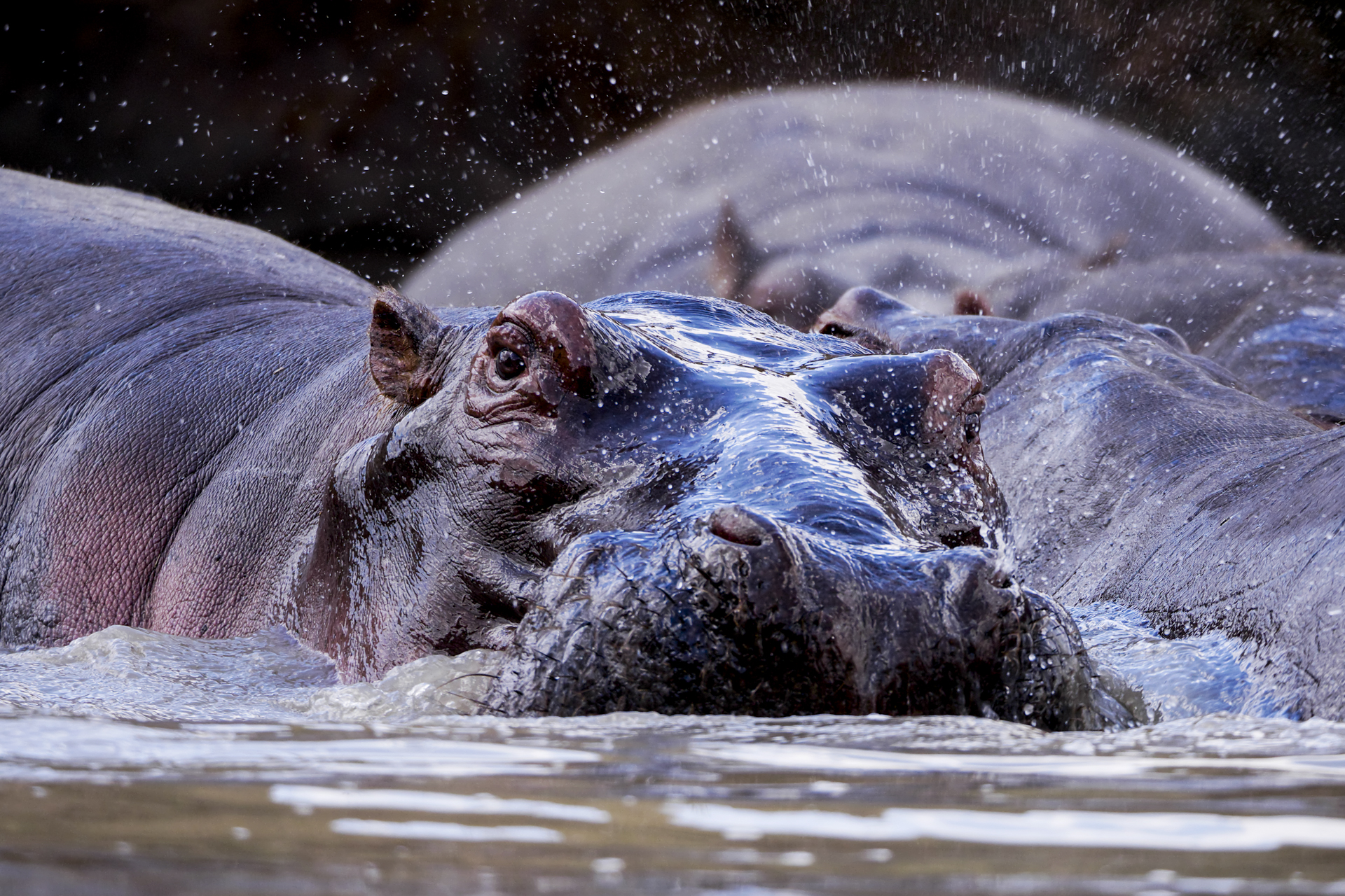  A hippo emerges from the Luangwa river.&nbsp; 