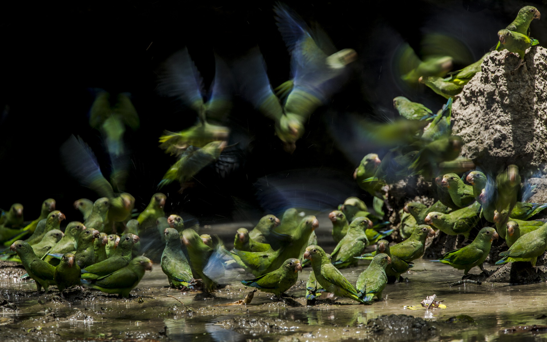  Cobalt winged parakeets at a clay lick in Yasuni NP, Ecuador. 
