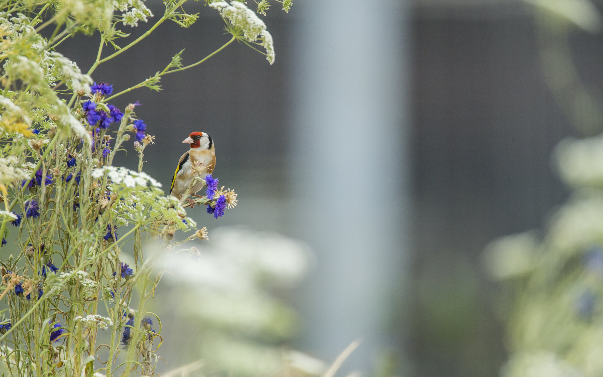  A goldfinch in London's Olympic park. 