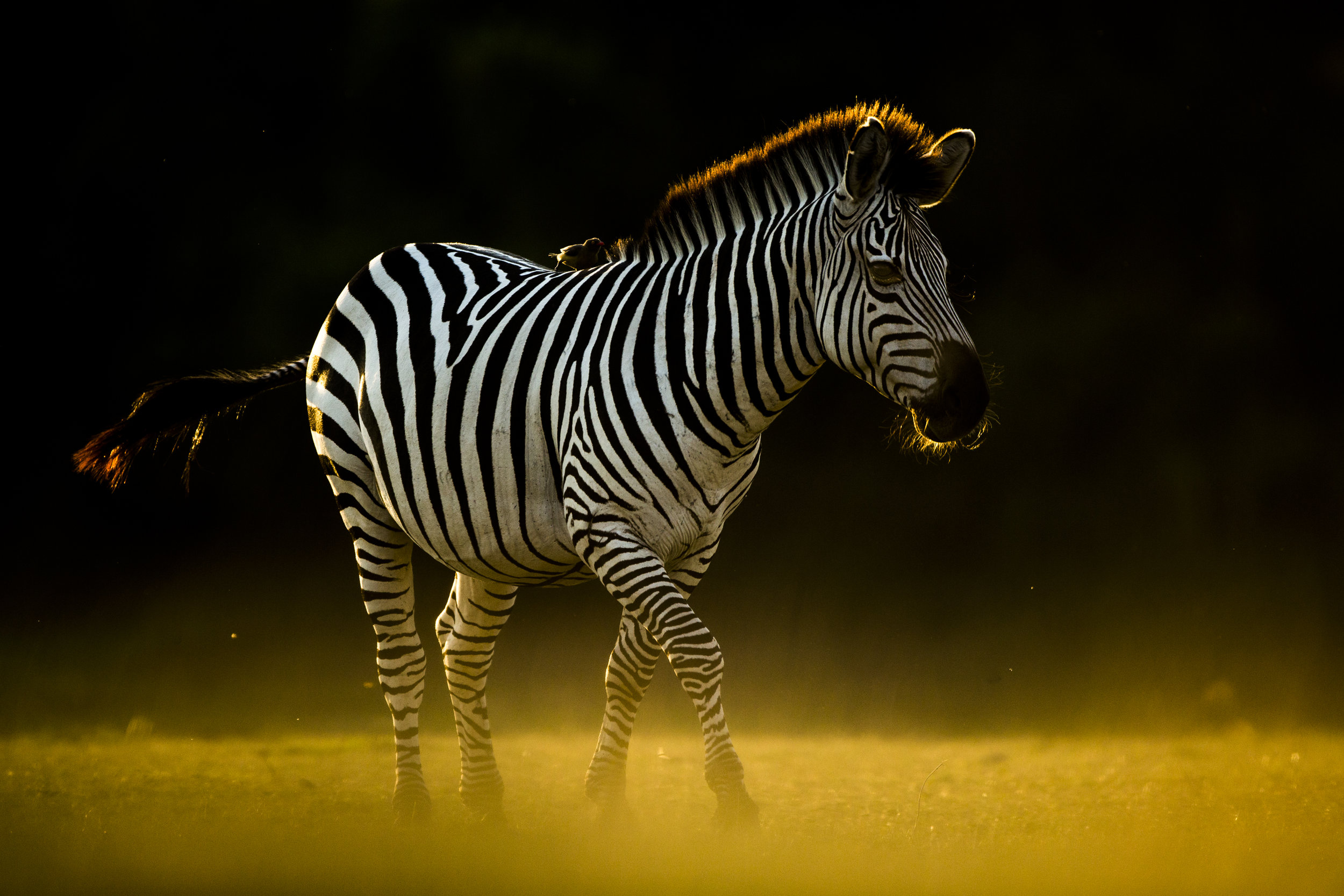  A Crawshay's zebra 