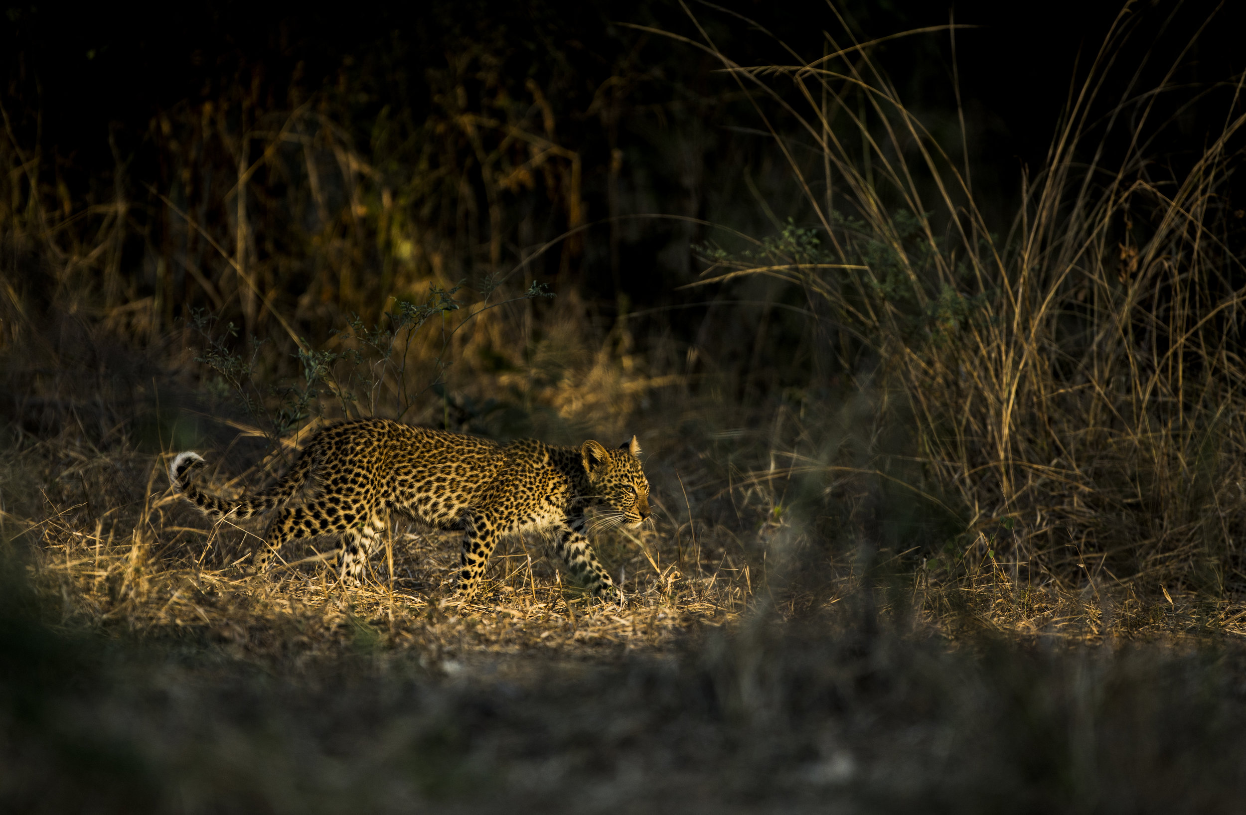  African Leopard cub 
