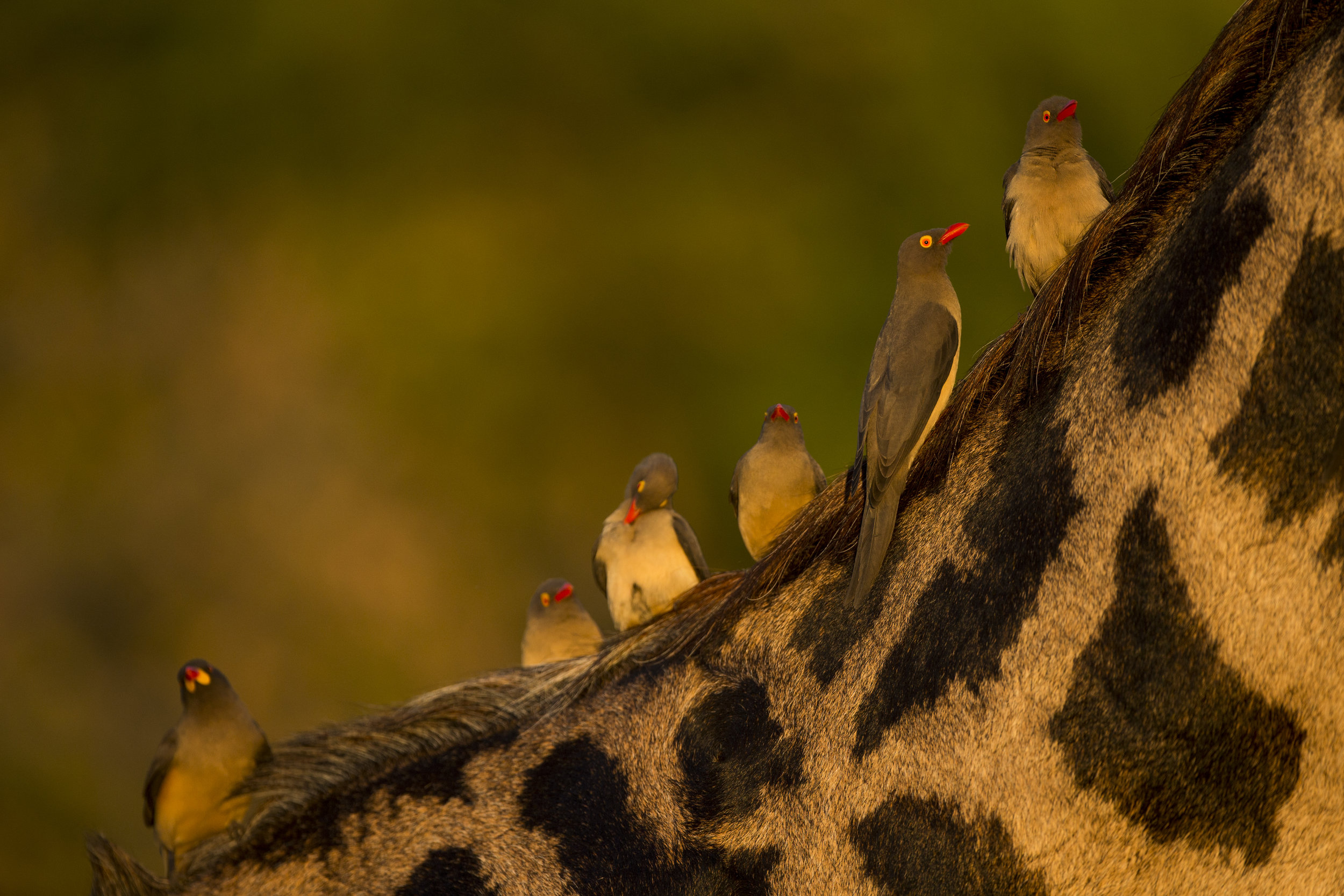  Red billed oxpeckers on a Thornicroft giraffe. 