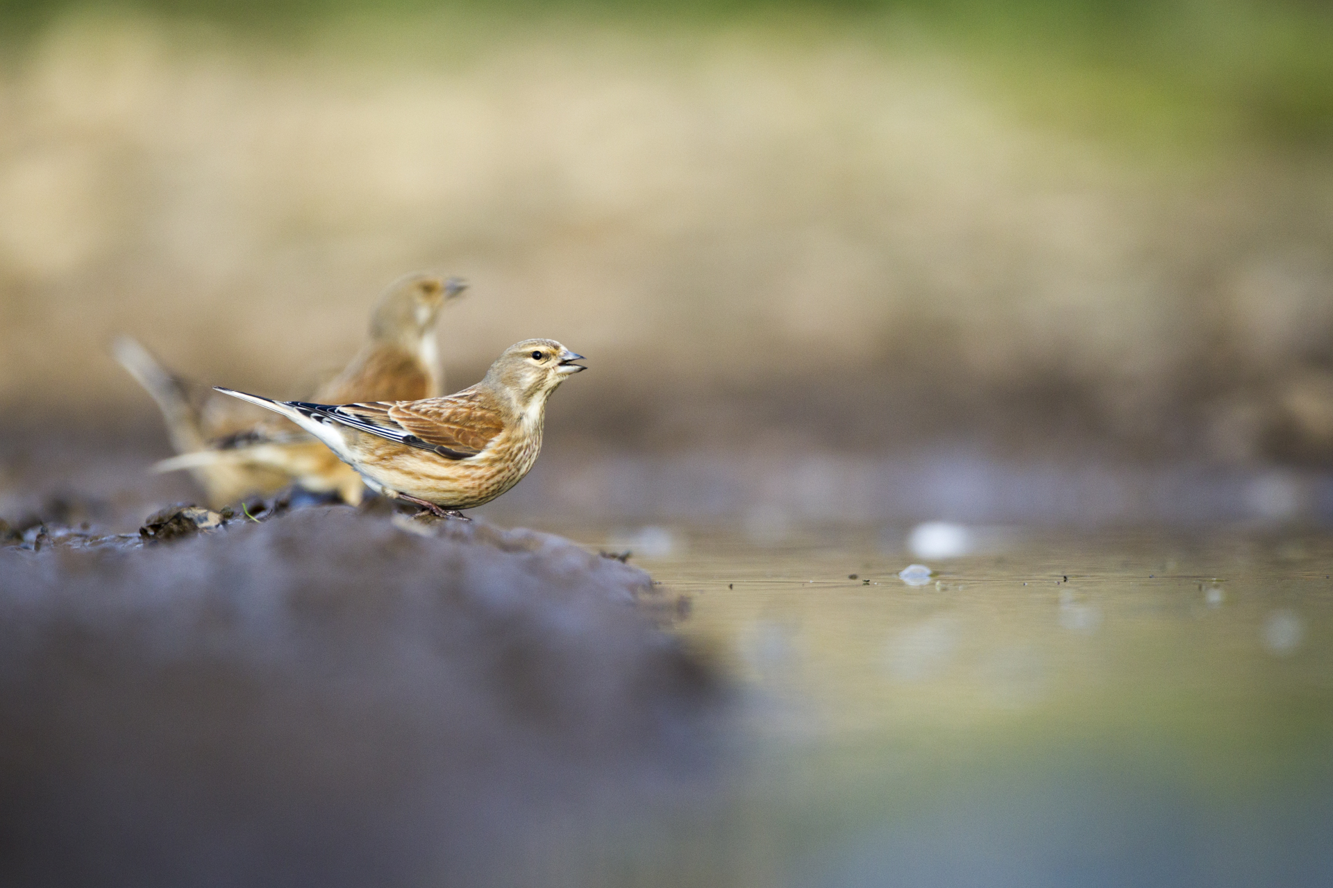  Linnets drink at a muddy pool. 