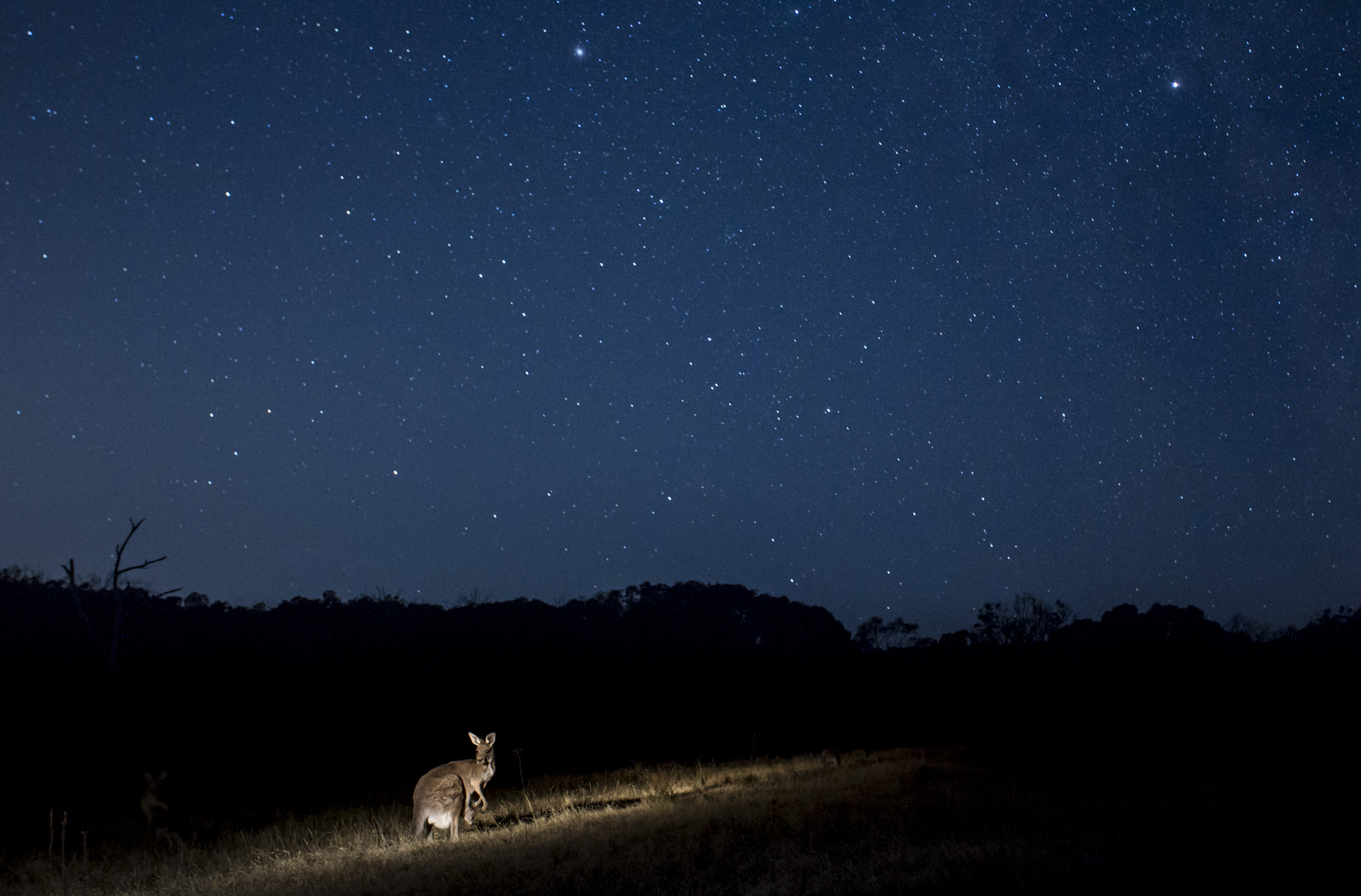  A grey kangaroo and her joey under a starry sky. 