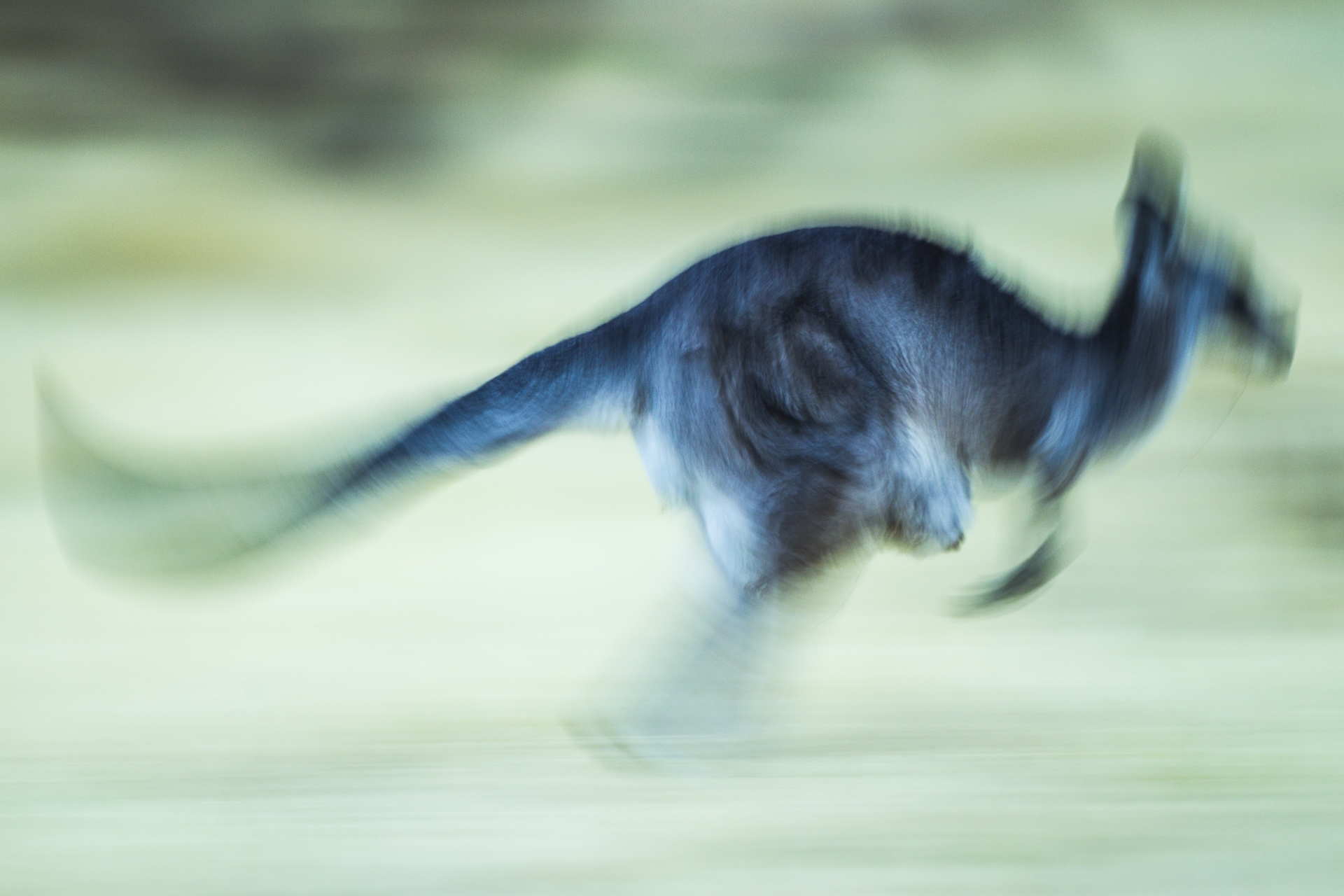  A grey kangaroo bounces past. 