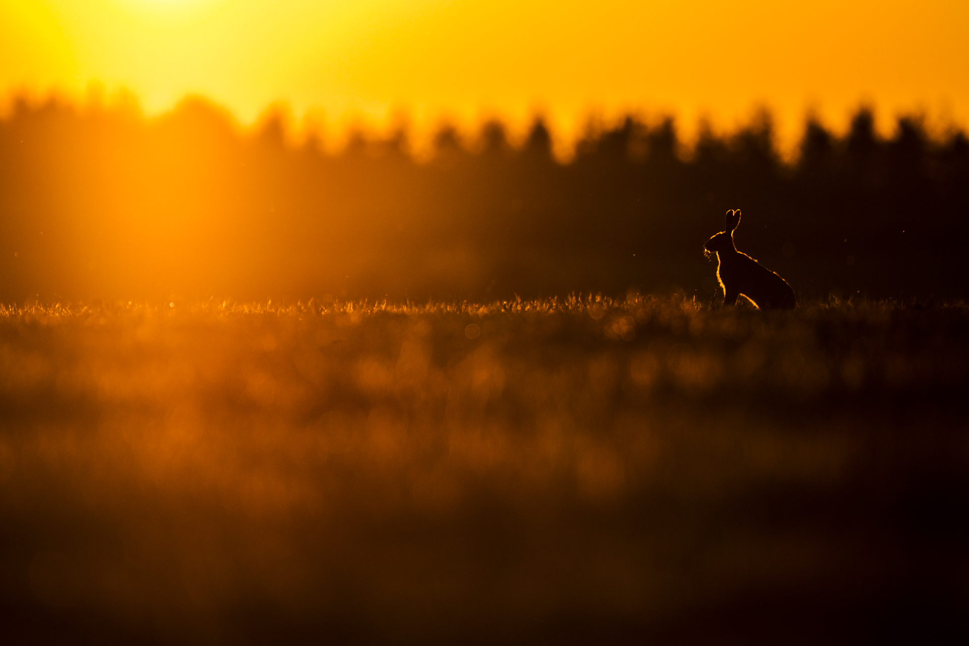  A brown hare at sunset. 