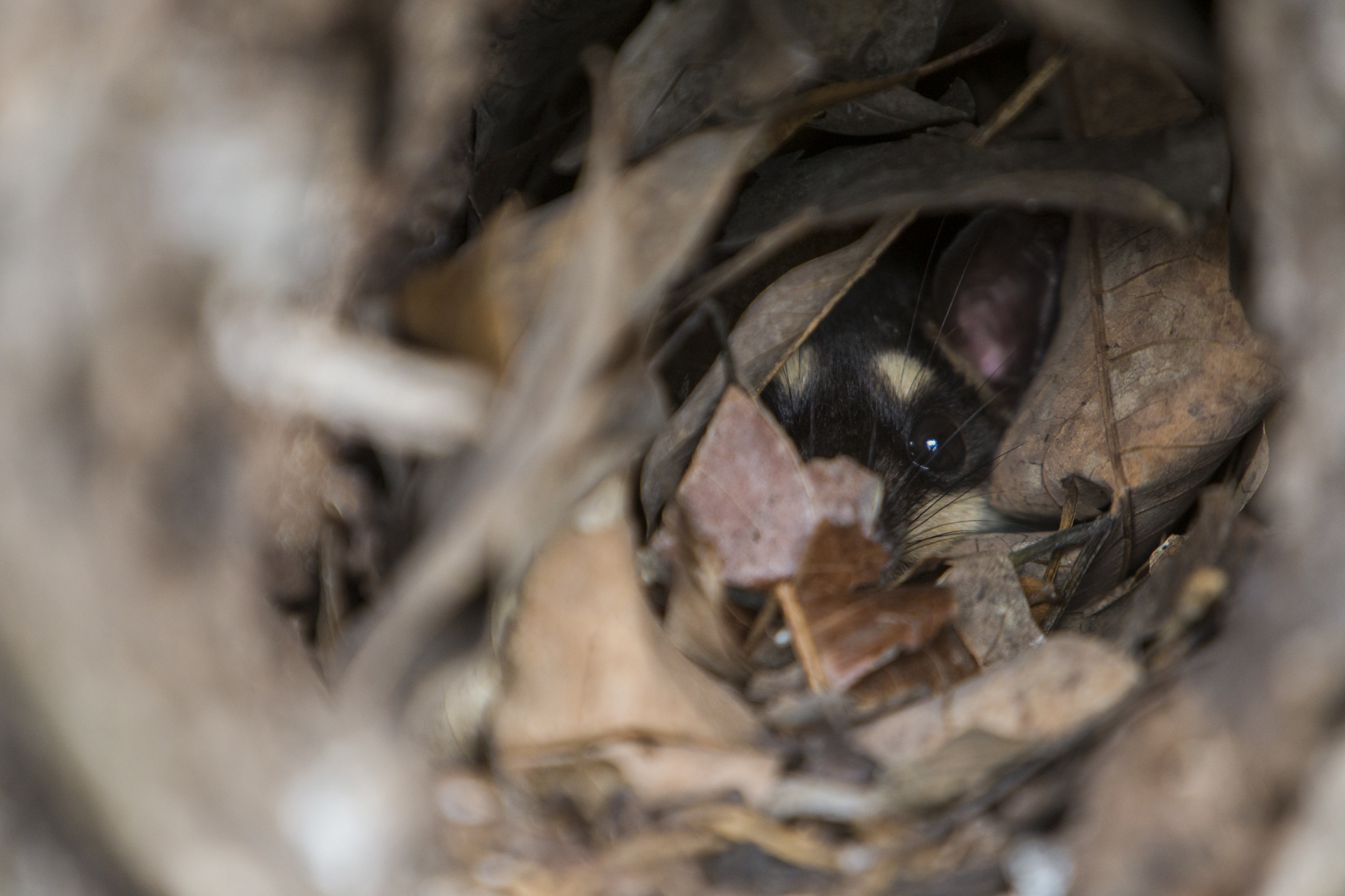  A Virginia Opossum in its roost hole. Guatemala. 