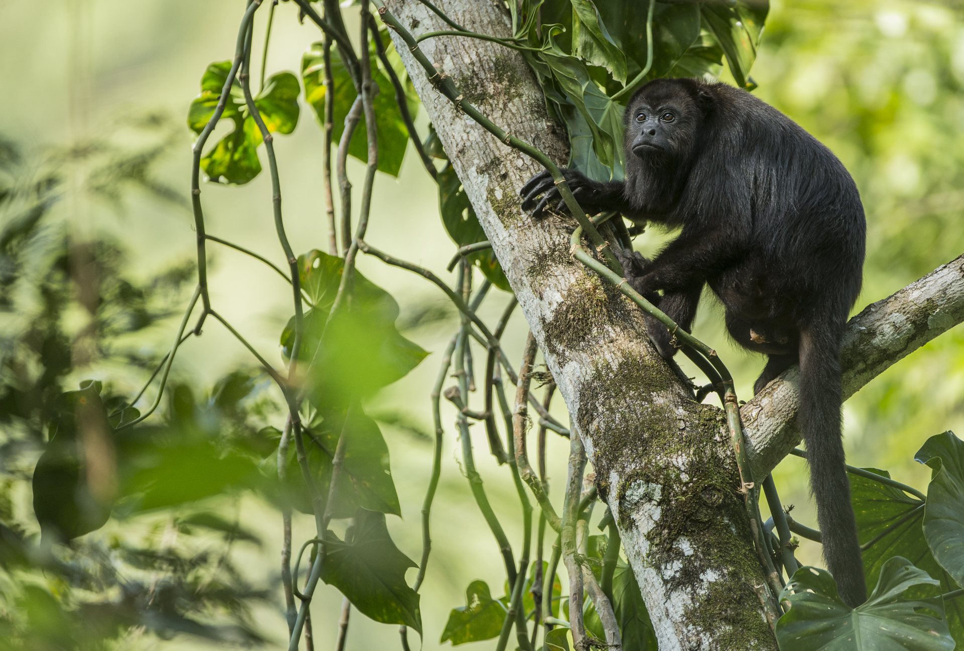  A black howler monkey, Guatemala. 