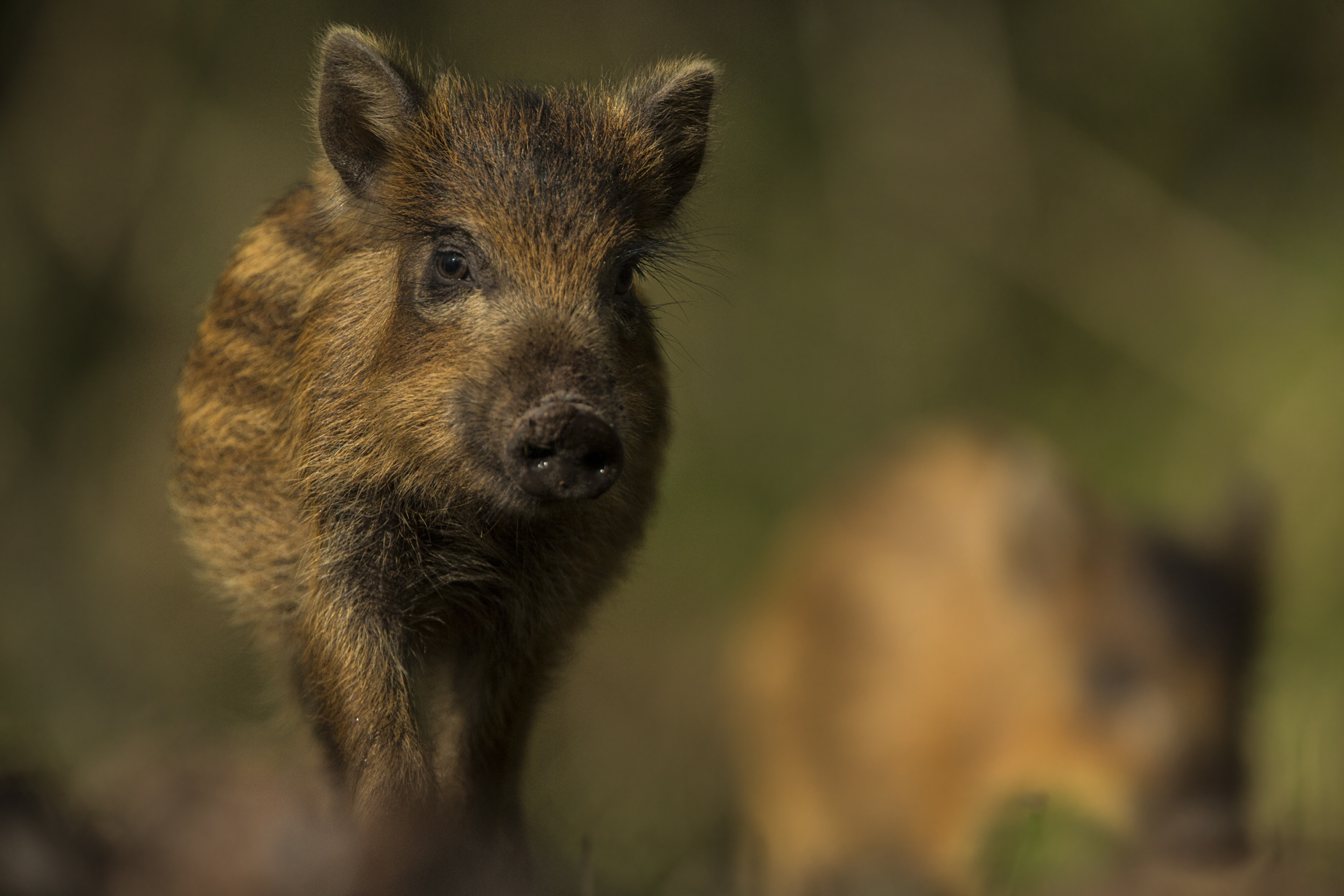  A wild boar piglet in the Forest of Dean    