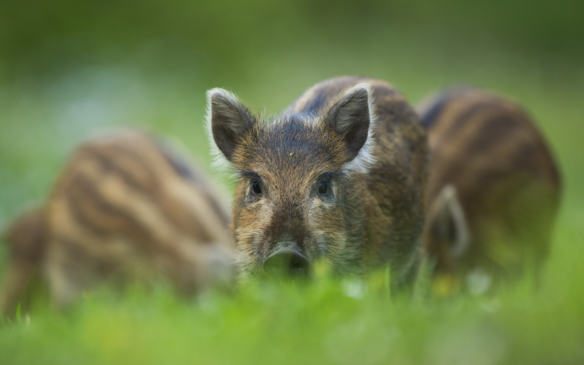  Wild boar piglets, England.&nbsp; 