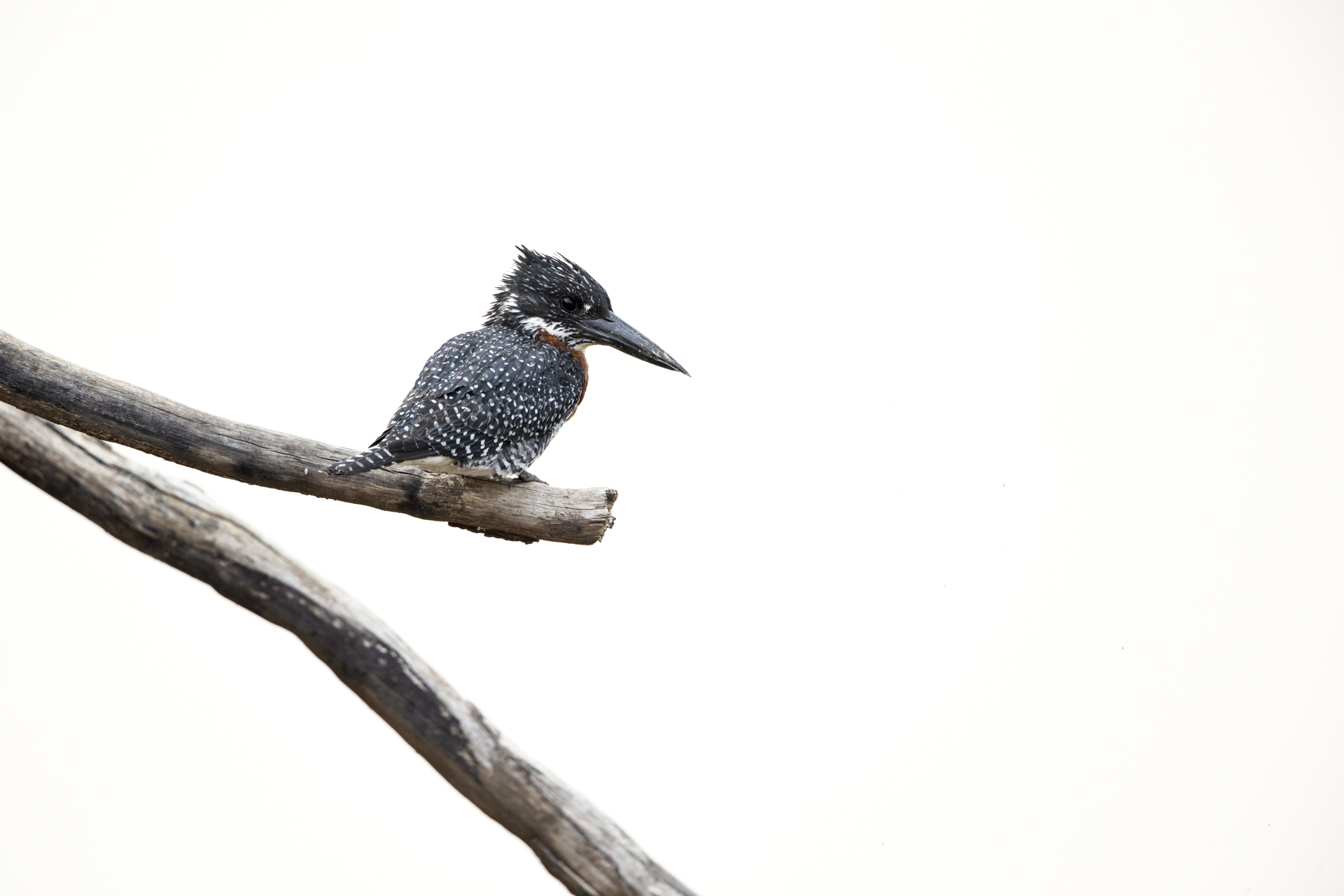  A giant kingfisher perches above the Luangwa river, Zambia. 