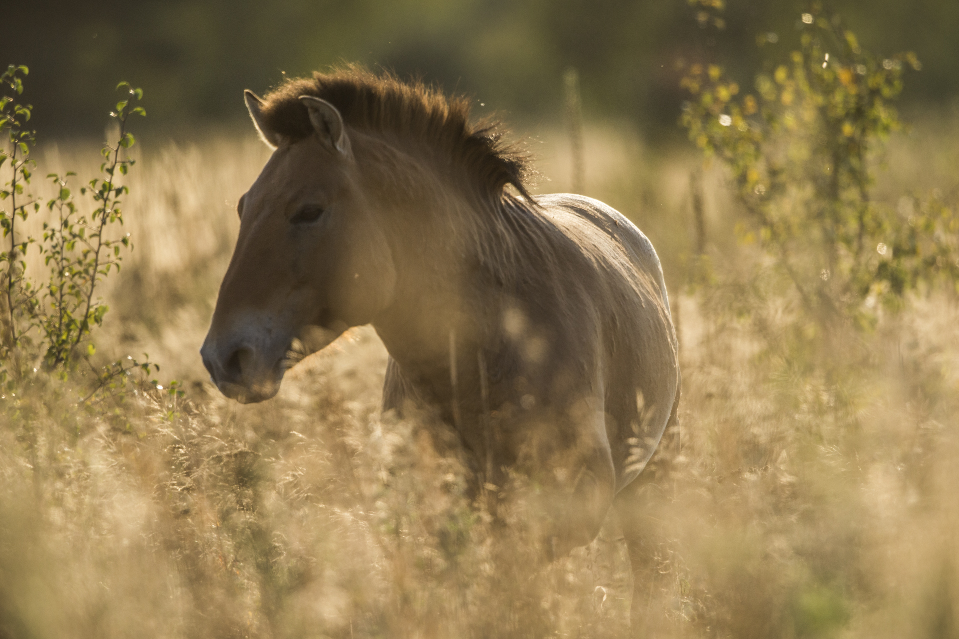  A Przwelaski's horse. 