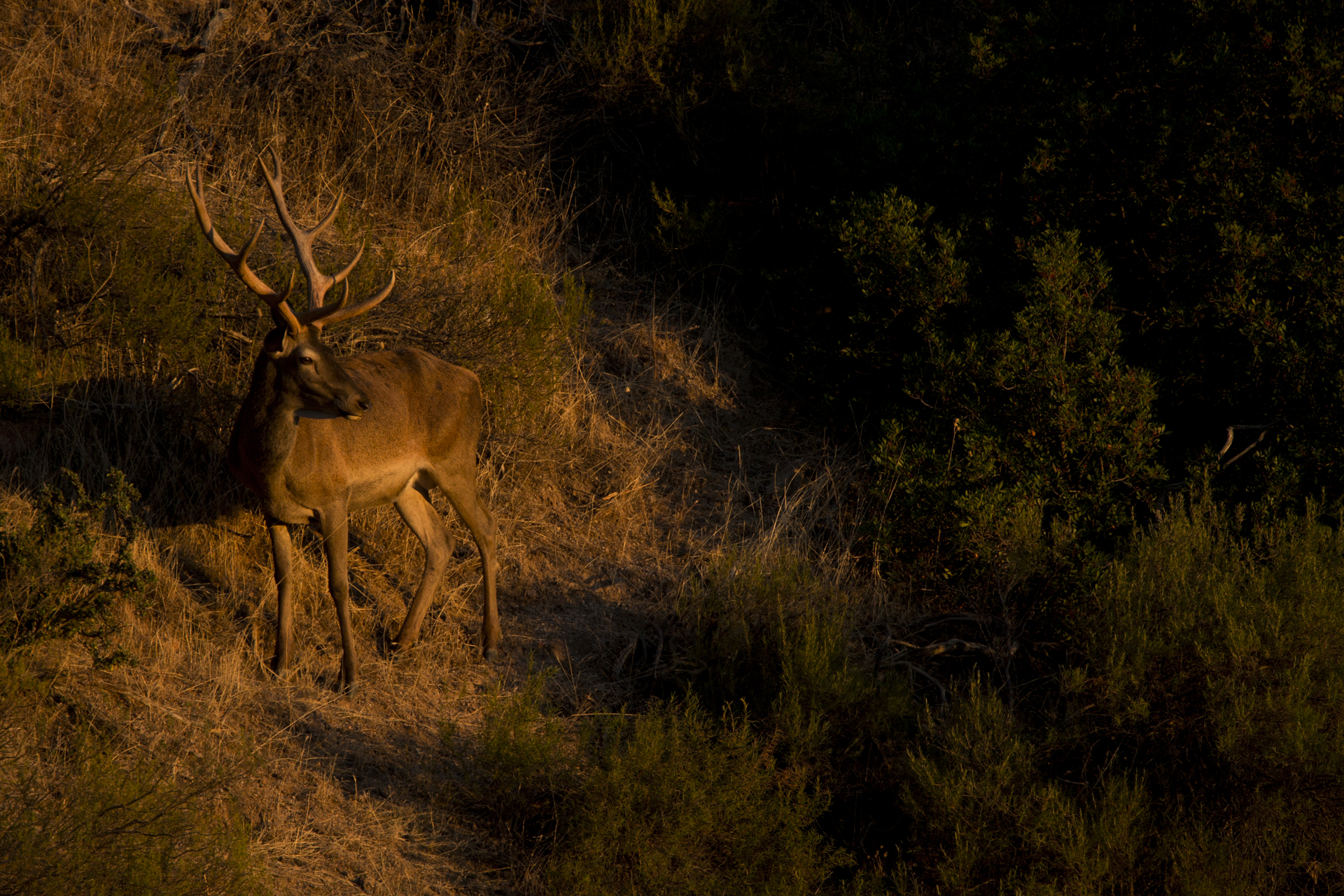  A red deer stag 