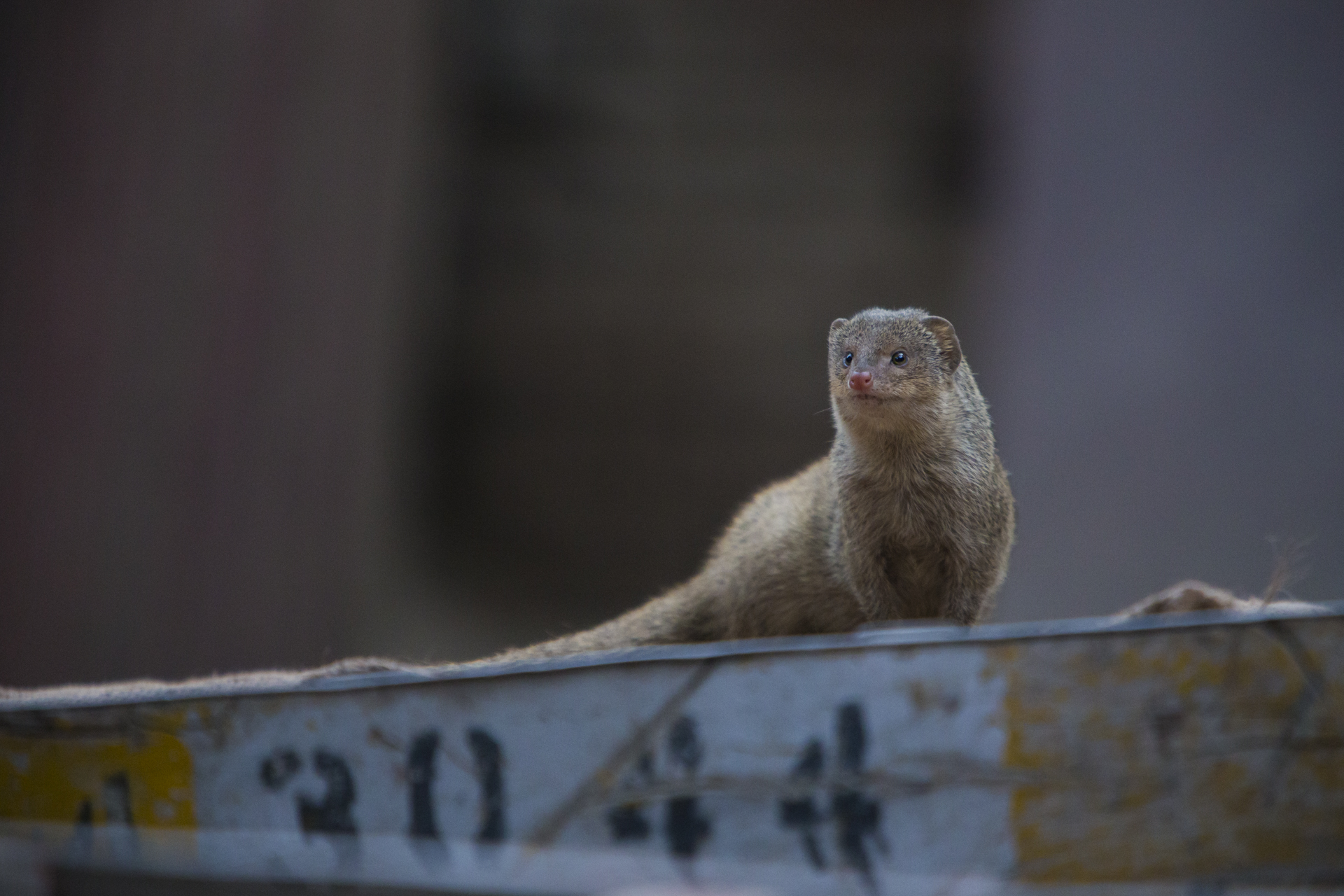  An Indian grey mongoose in central Delhi. 