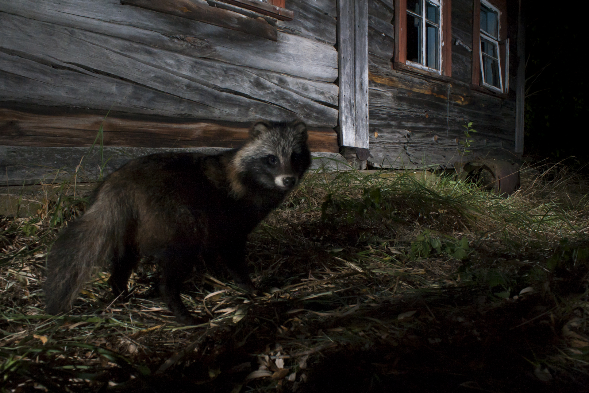  Racoon dogs thrive, escapes from fur farms they can be found across eastern Europe. 