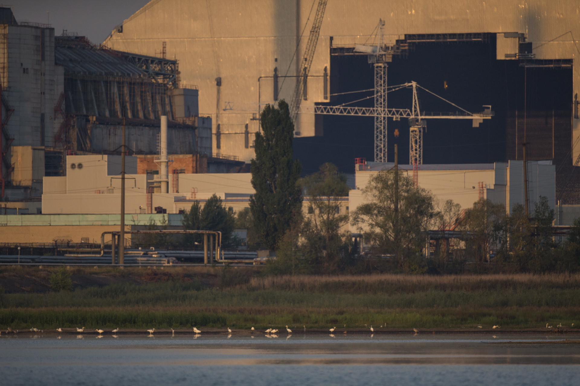  The cooling ponds in the shadow of the reactor are home to healthy populations of fish and amphibians attracting vast flocks of water birds. 