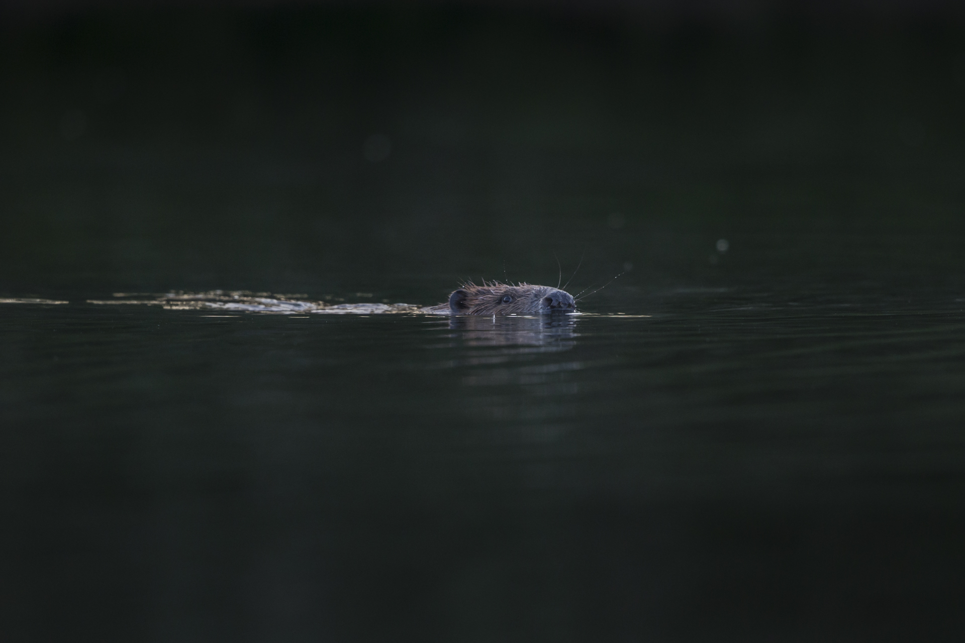  Beavers swim in the cooling ponds, lakes and rivers. 