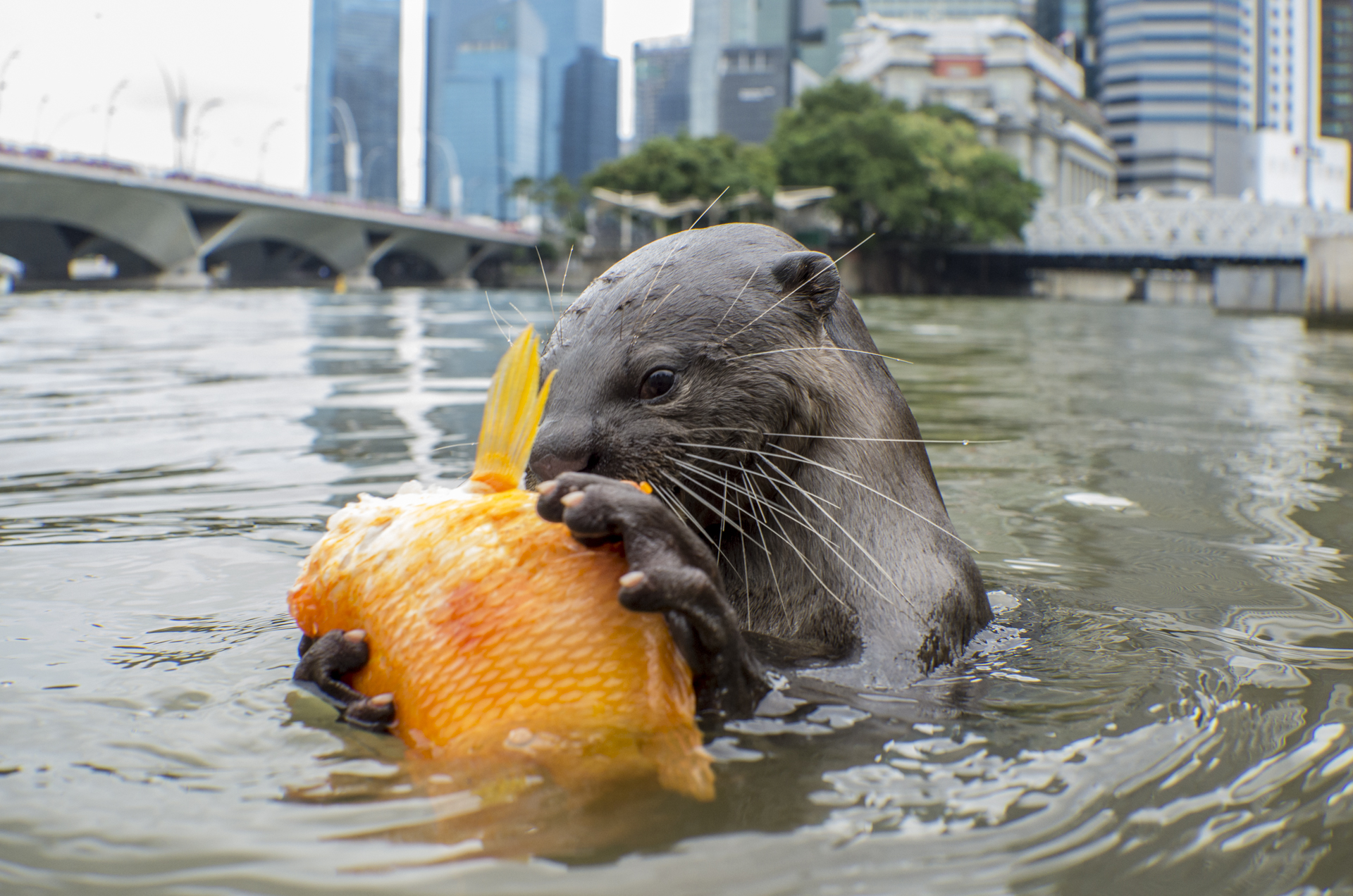  A smooth coated otter feasts on a cichlid in Singapore.&nbsp; 