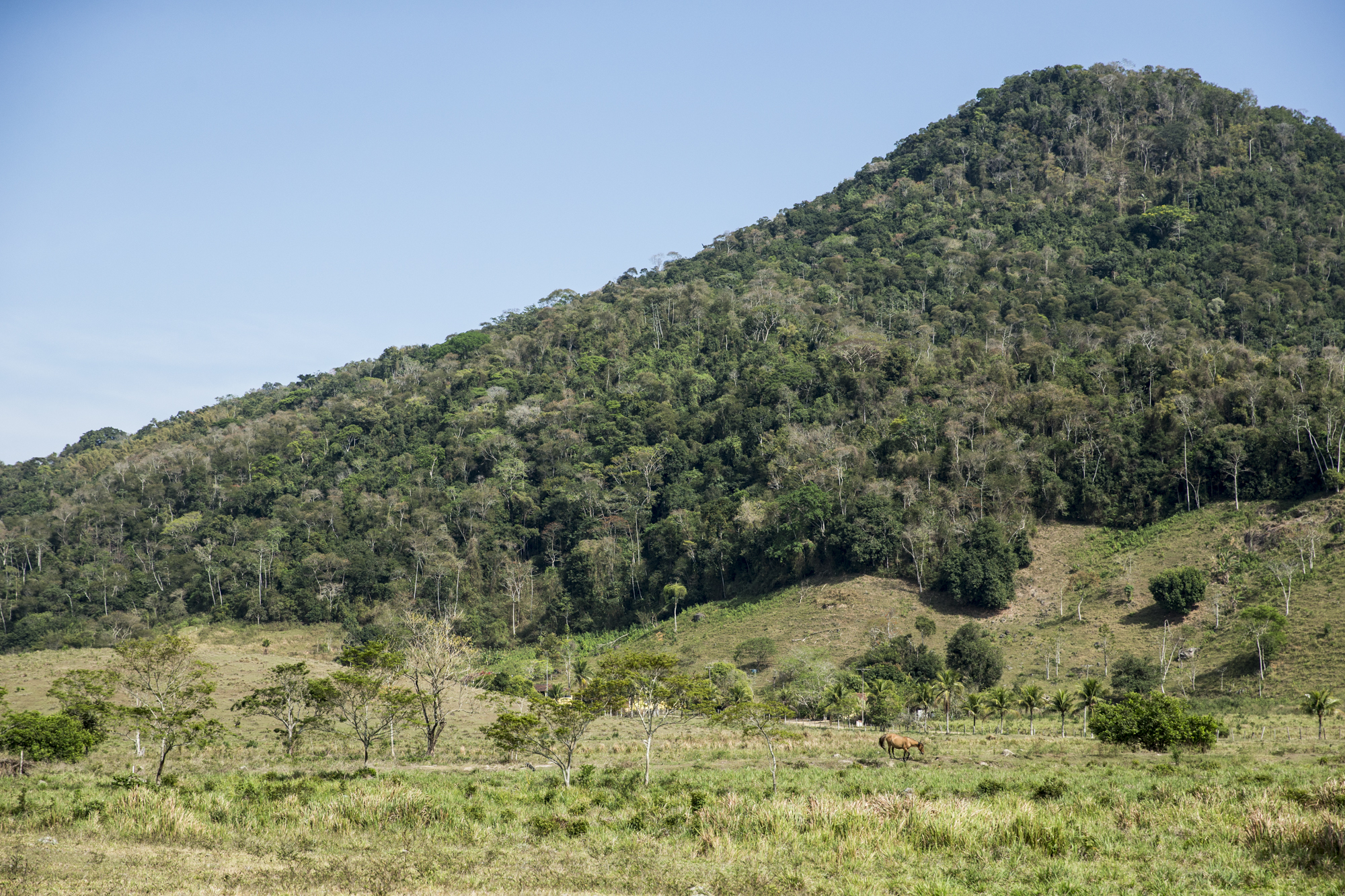  Deforestation and agriculture have caused huge habitat loss for the GLTs. 