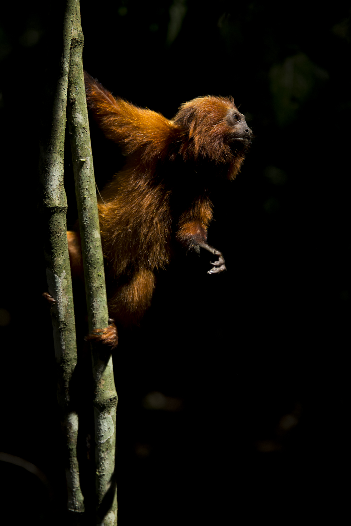  A GLT is lit by a shaft of sunlight in the Atlantic rainforest not far from Rio de Janeiro. Their final stronghold.&nbsp; 