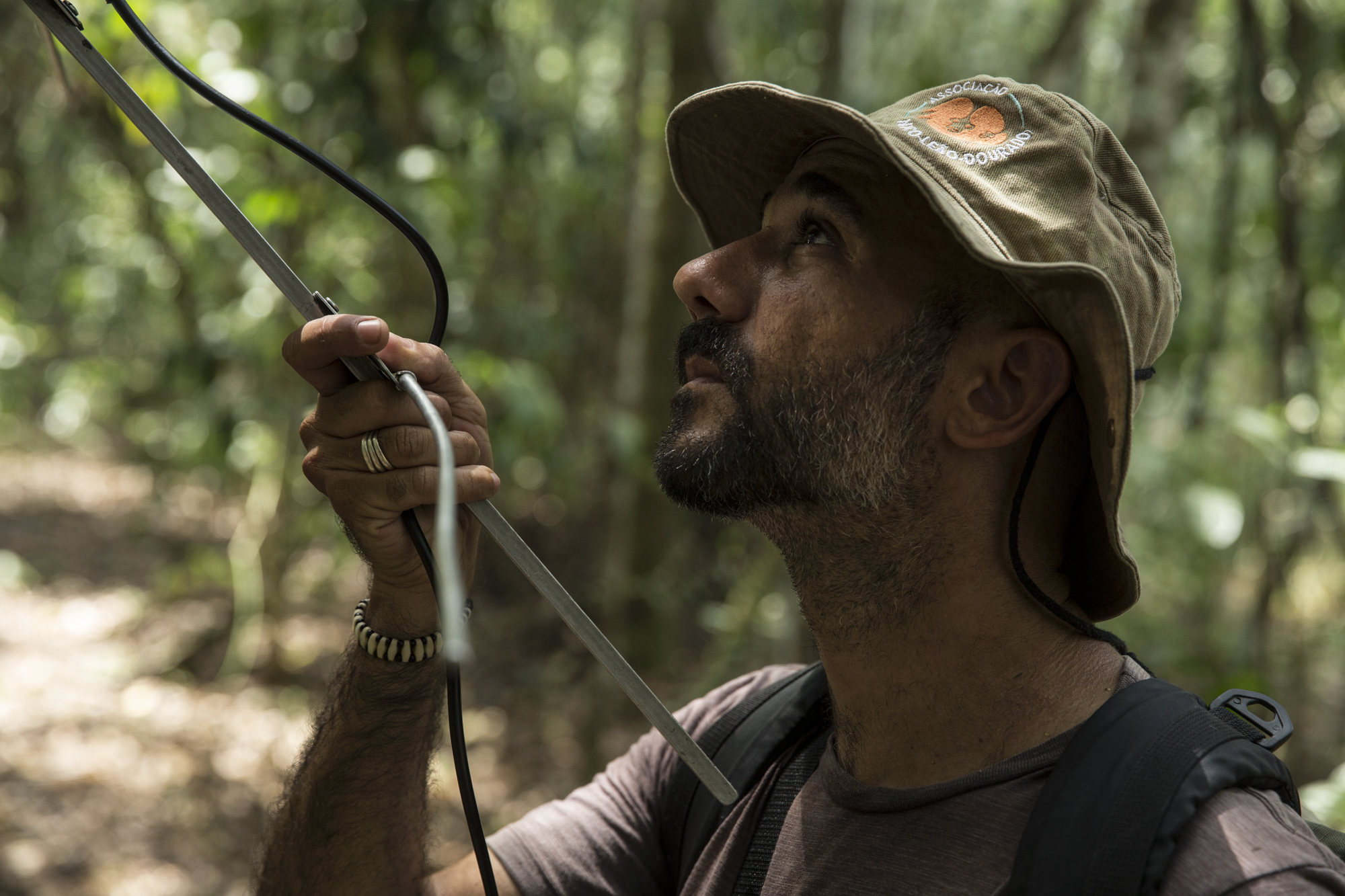  Some GLTs wear radio collars so researchers can track them through the dense forest.&nbsp; 