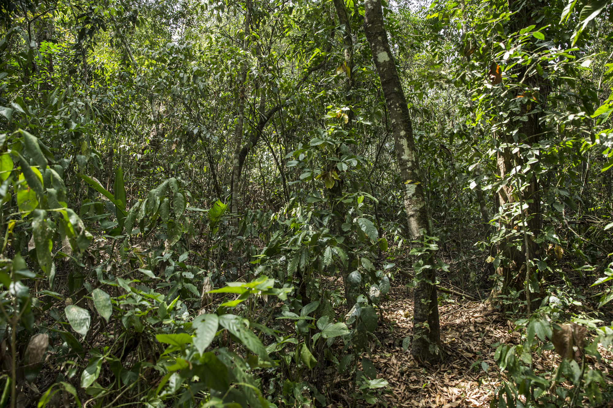  Atlantic rainforest, the habitat of the GLT.&nbsp; 