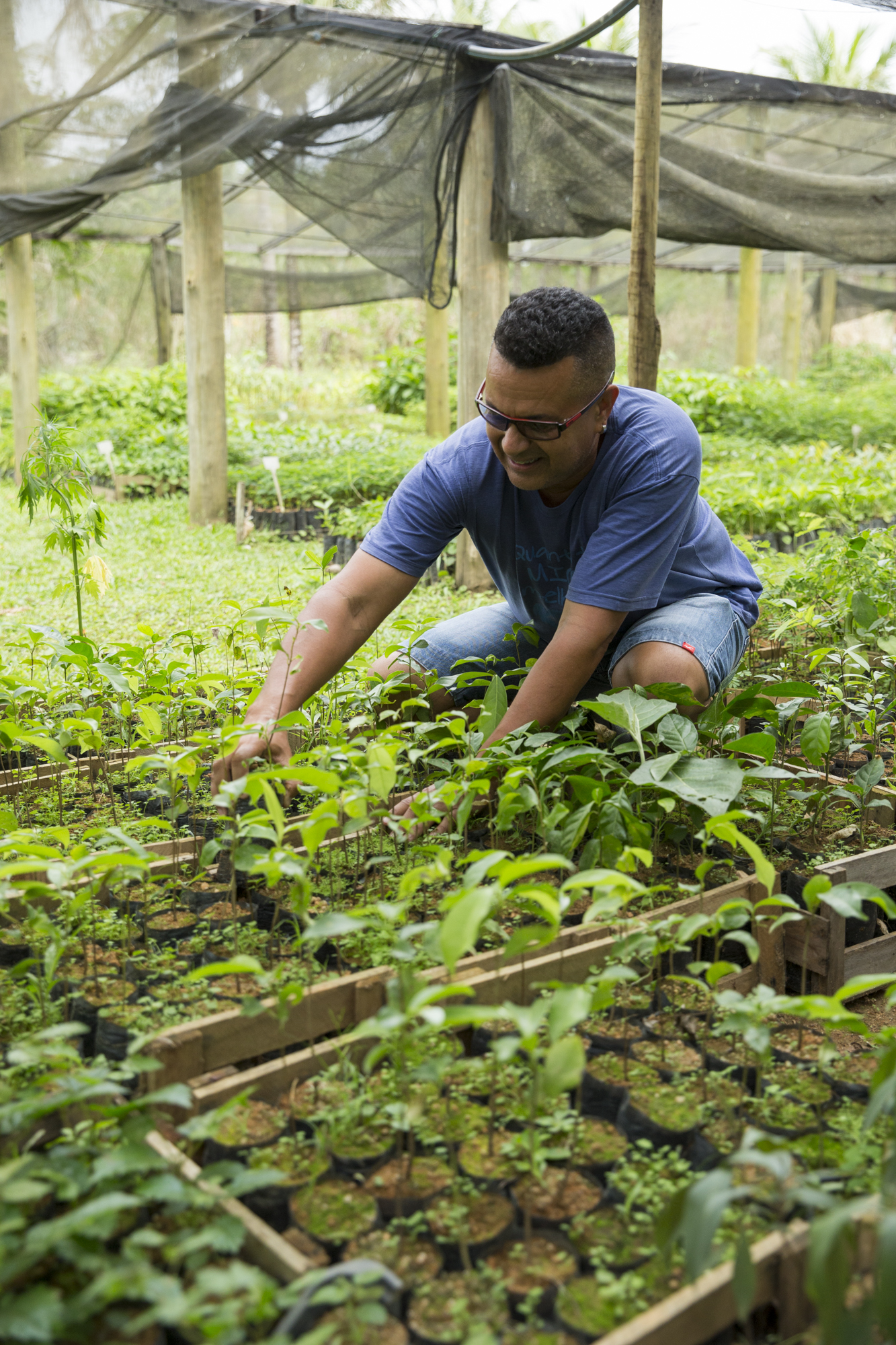  The saplings are tended by members of the Golden Lion Tamarin Association. 