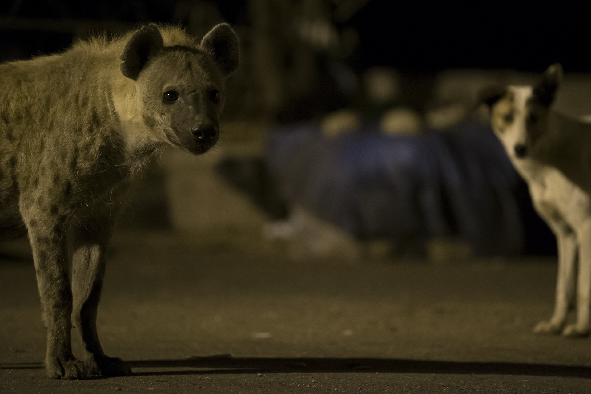  Feral dogs roam around the city and feed amongst the hyenas.&nbsp; 