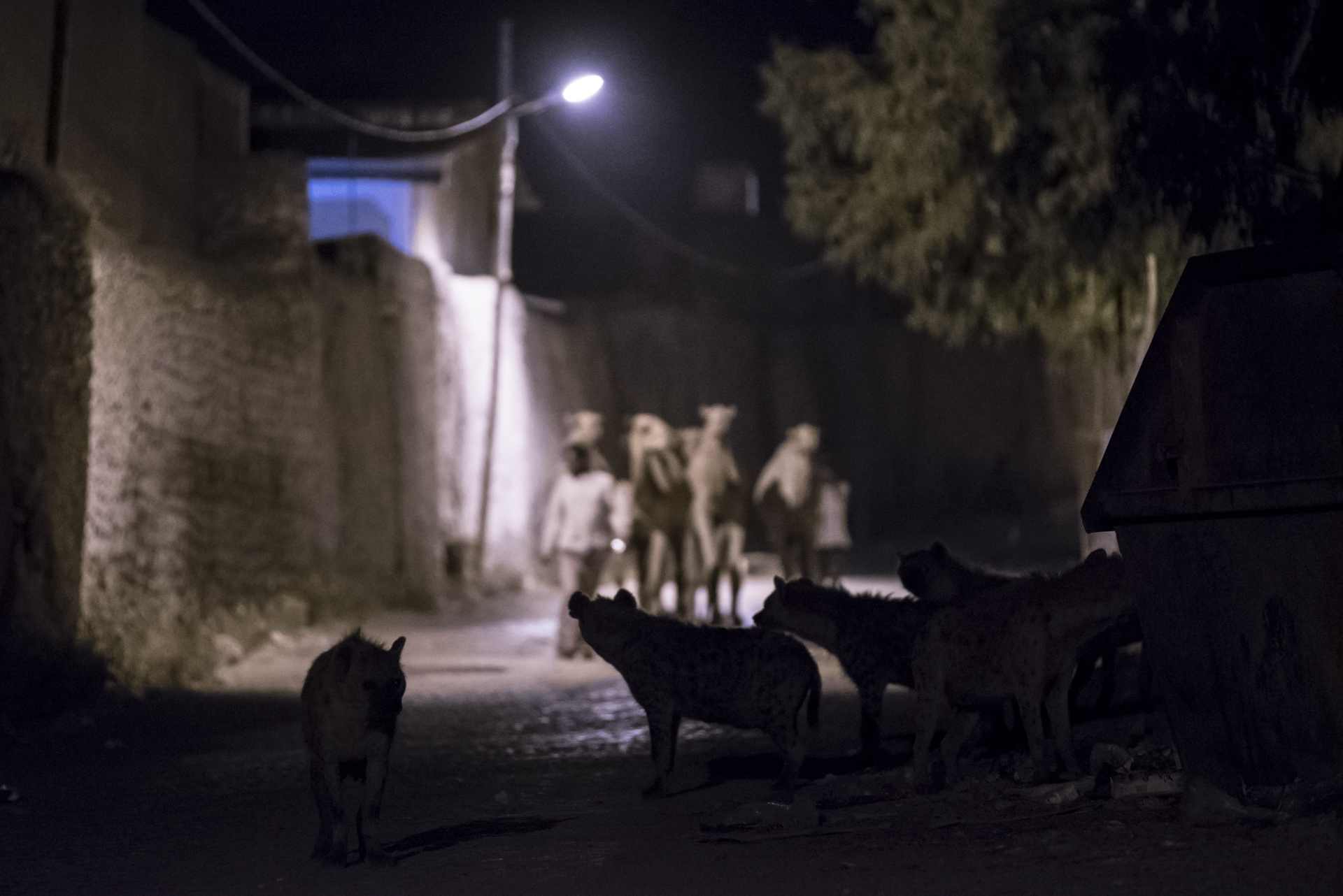  Hyenas scavenge as a group of camels are led to a local abattoir. 